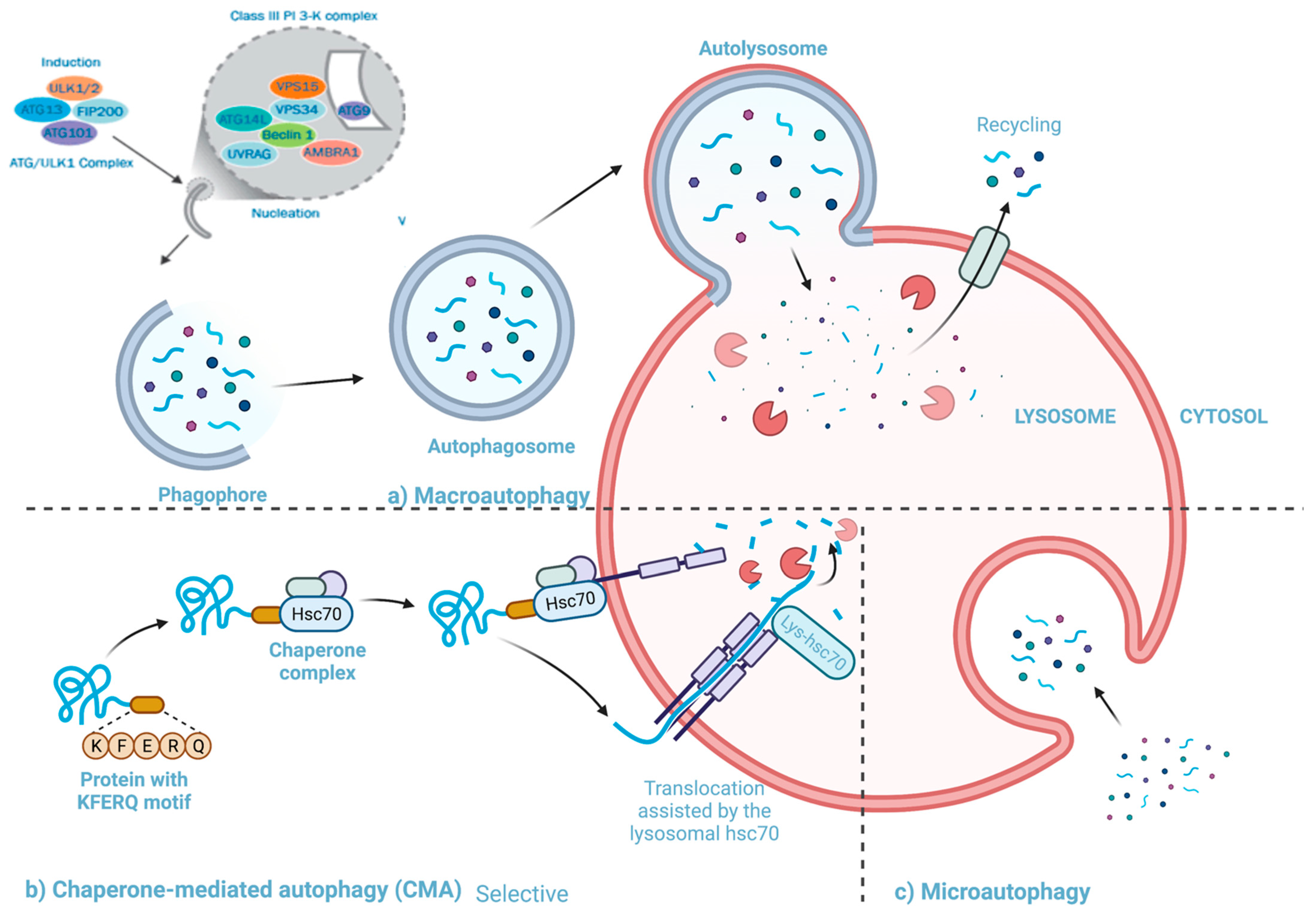 Viruses 13 00629 g003 Viruses 13 00629 g003