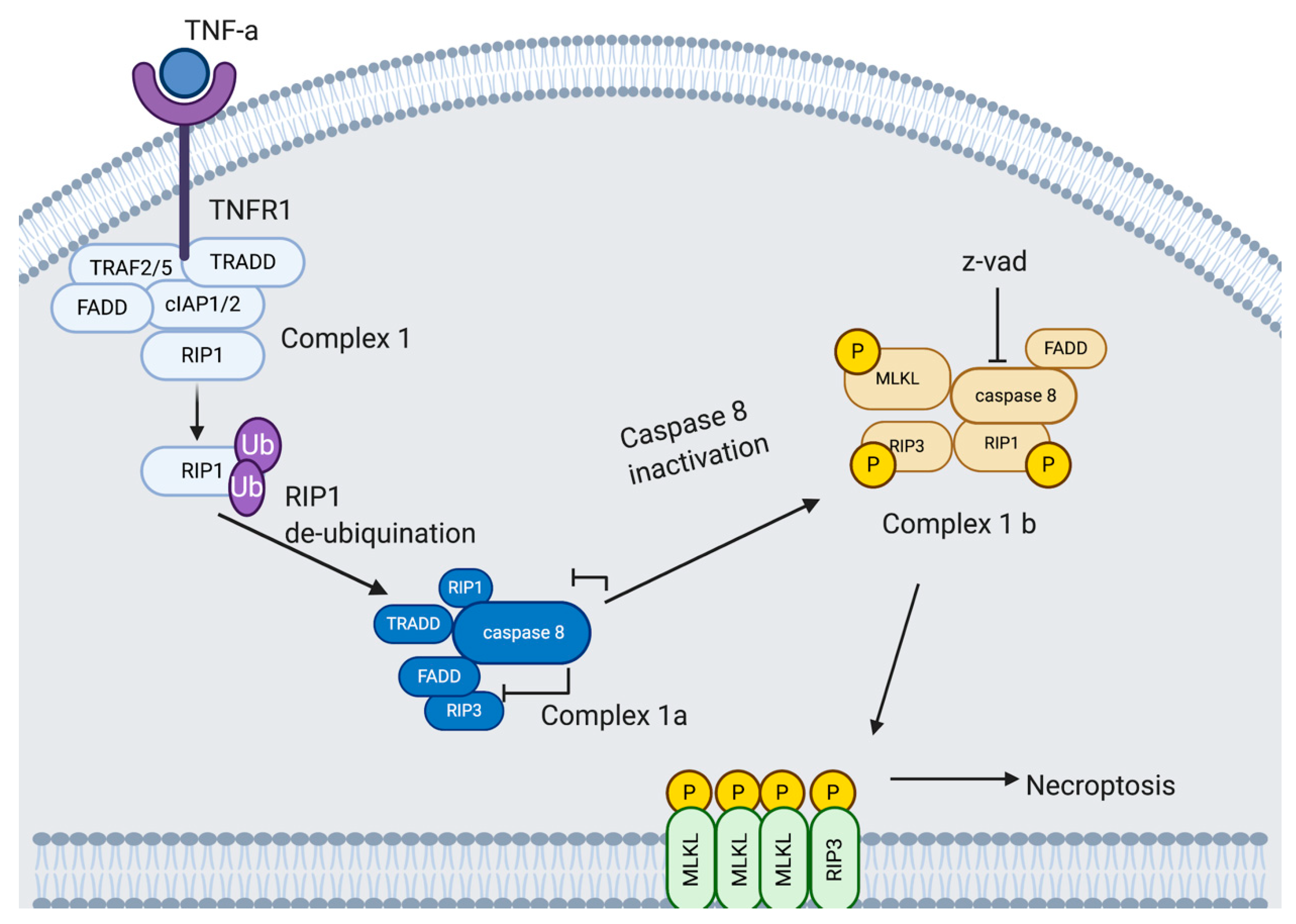 Viruses 13 00629 g004 Viruses 13 00629 g004