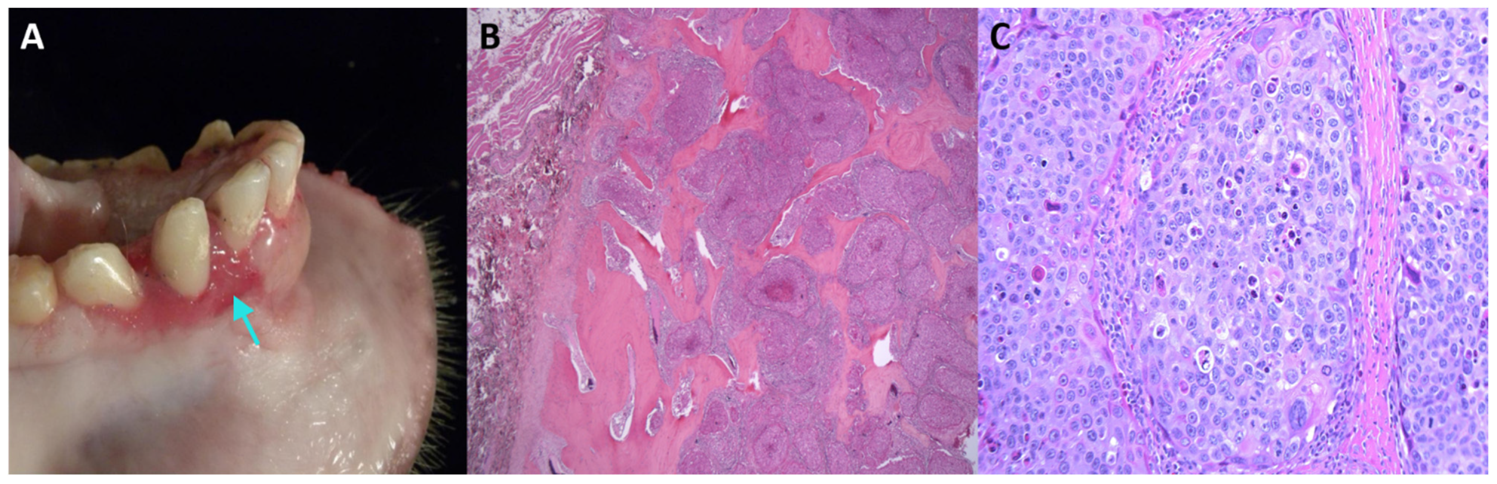 Viruses 13 00630 g001 Viruses 13 00630 g001