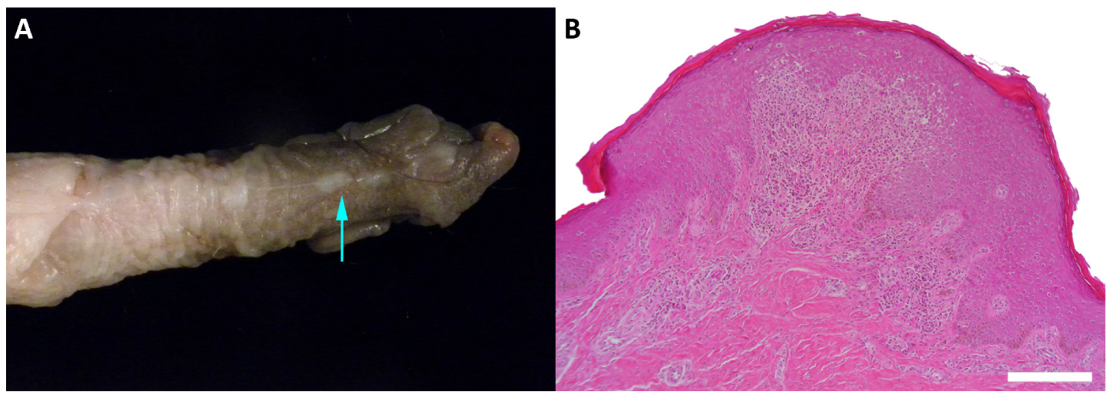Viruses 13 00630 g002 Viruses 13 00630 g002