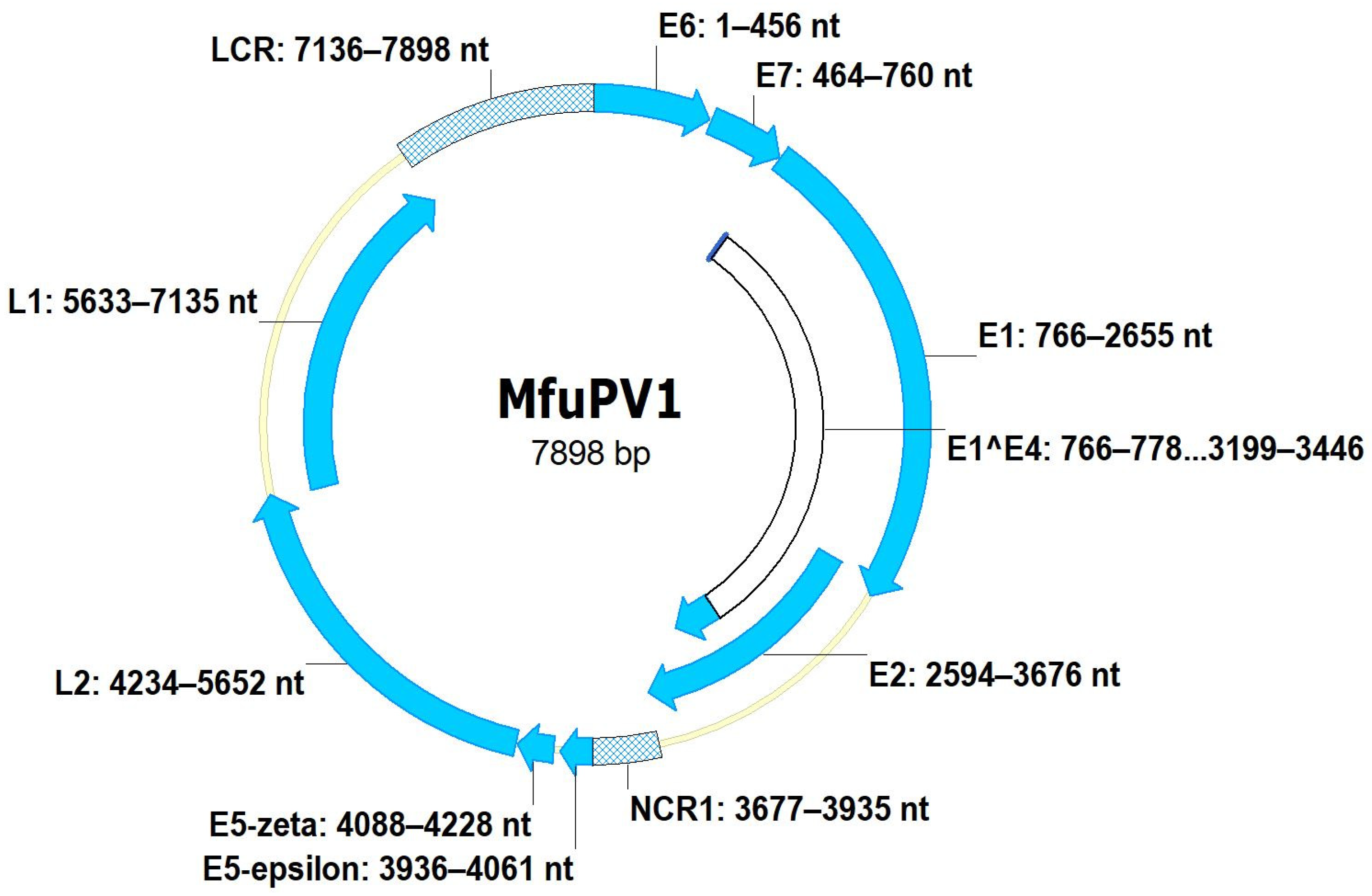 Viruses 13 00630 g003 Viruses 13 00630 g003