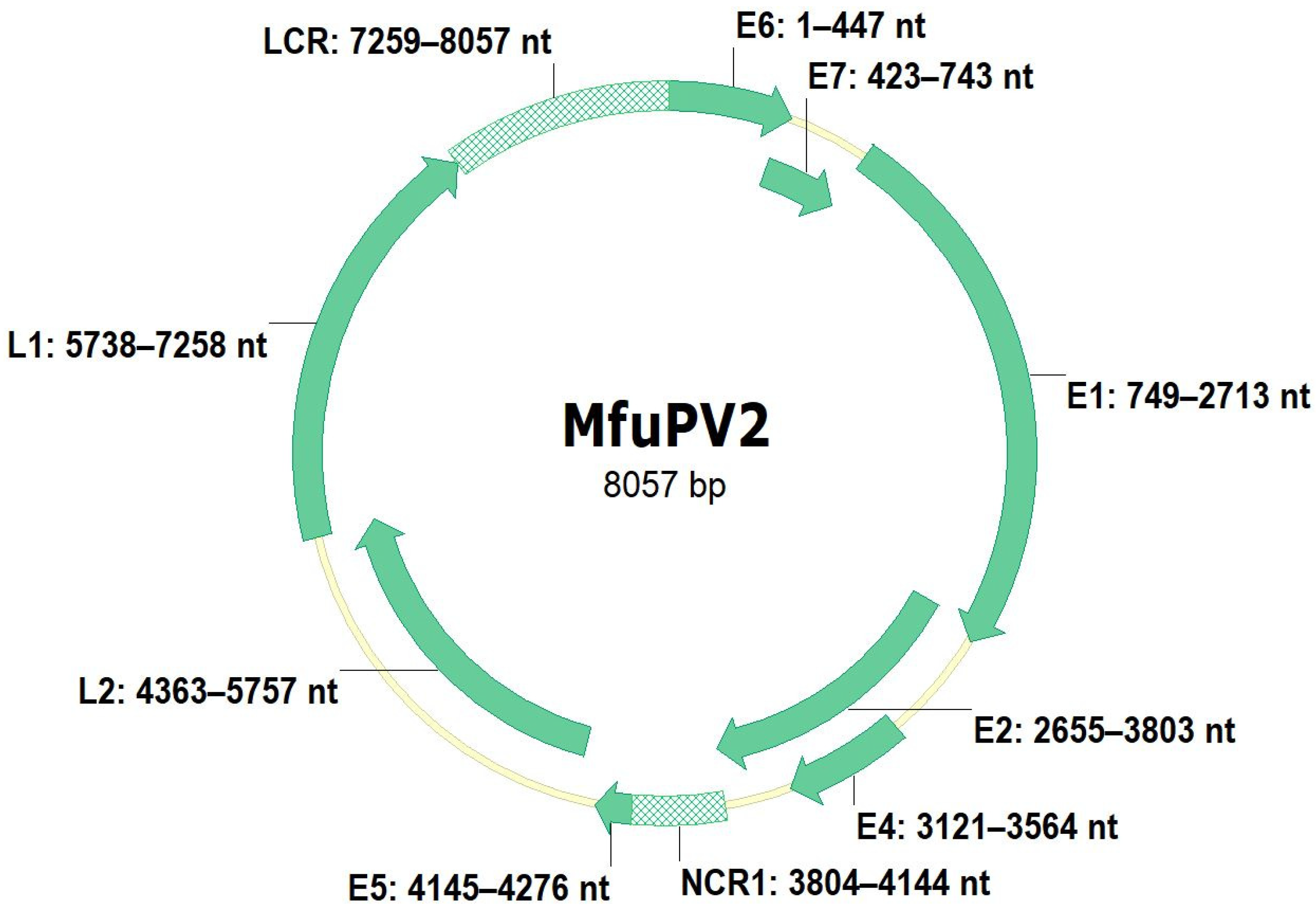 Viruses 13 00630 g004 Viruses 13 00630 g004