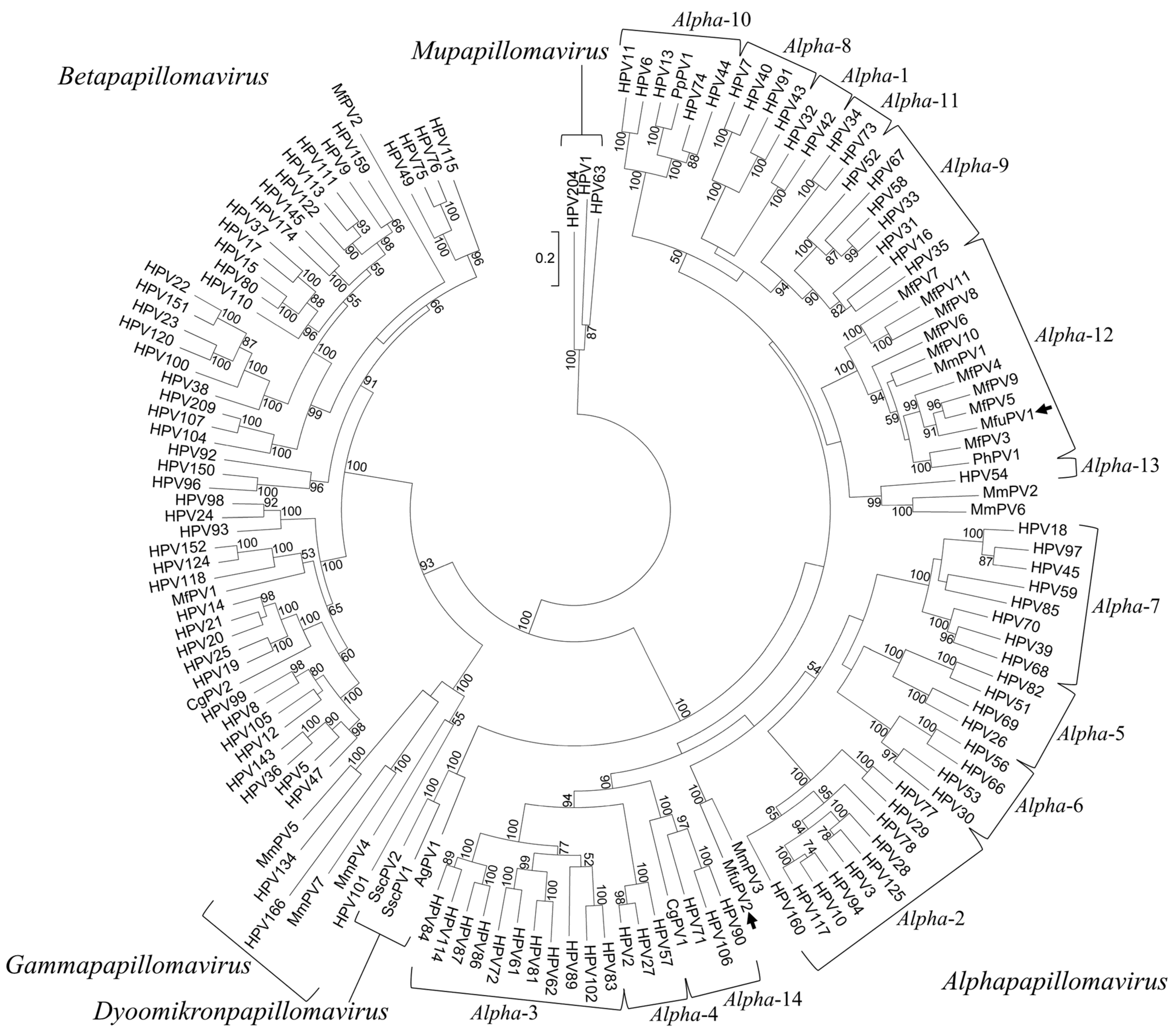 Viruses 13 00630 g005 Viruses 13 00630 g005
