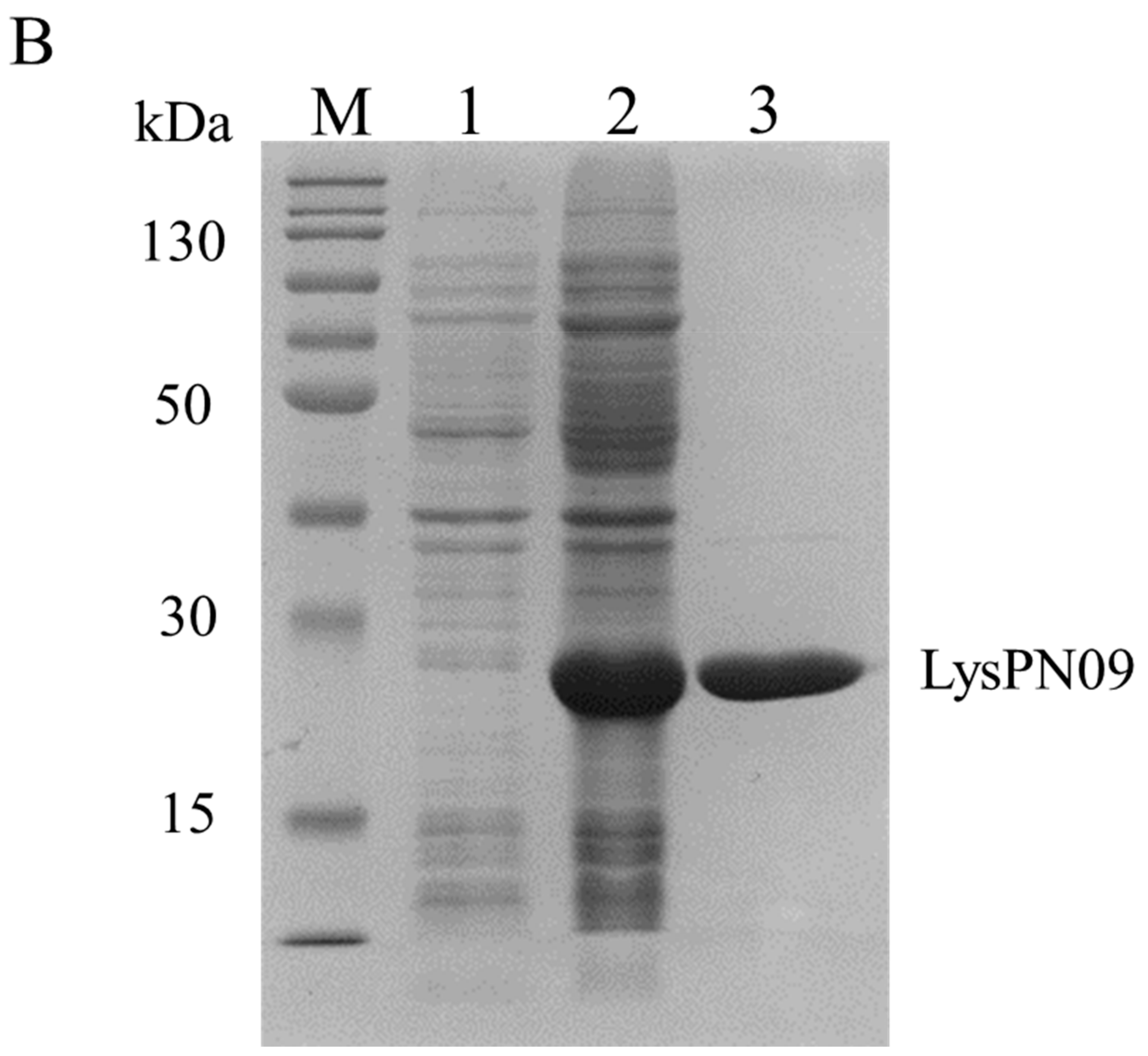 Viruses 13 00631 g005b Viruses 13 00631 g005b