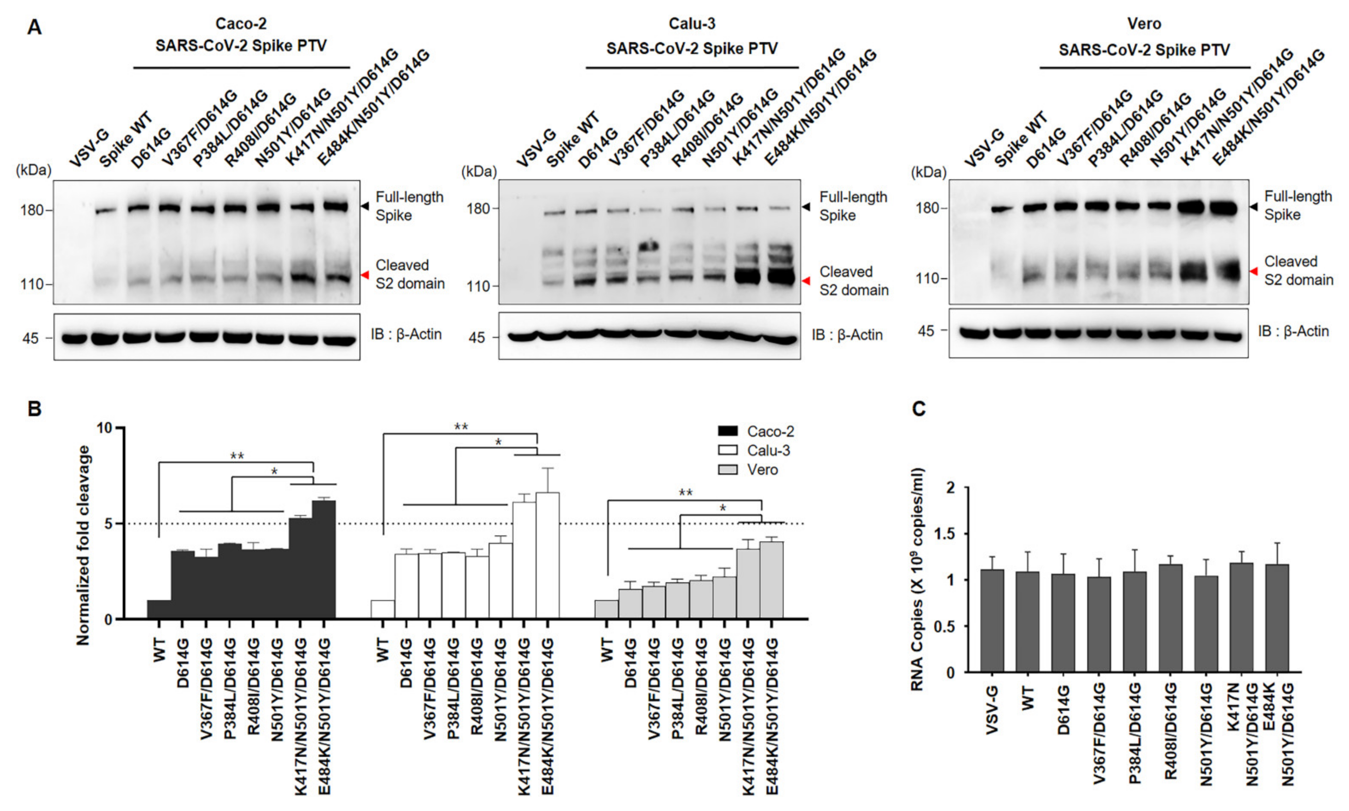 Viruses 13 00633 g003