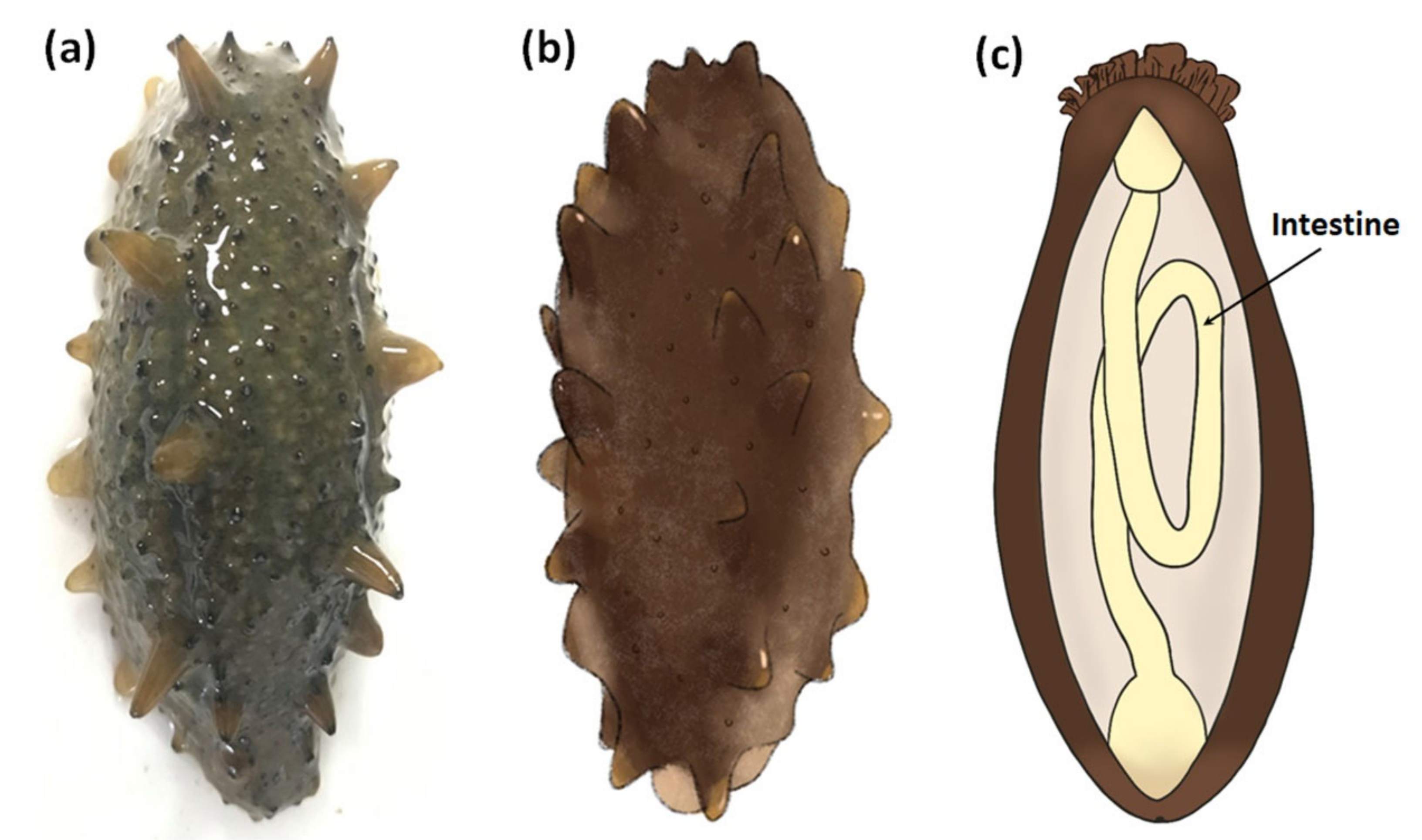 Viruses 13 00636 g001 Viruses 13 00636 g001