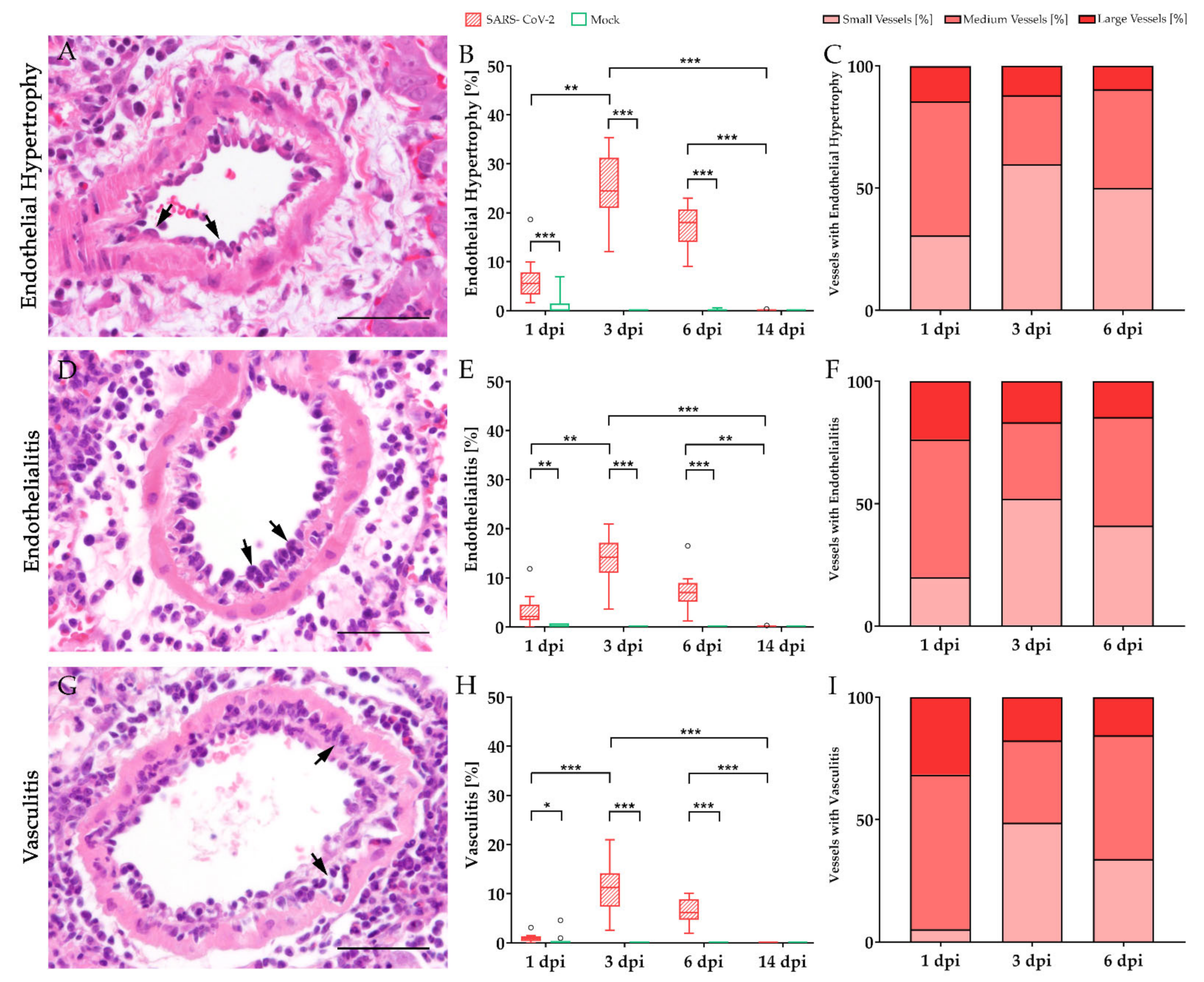Viruses 13 00639 g002 Viruses 13 00639 g002