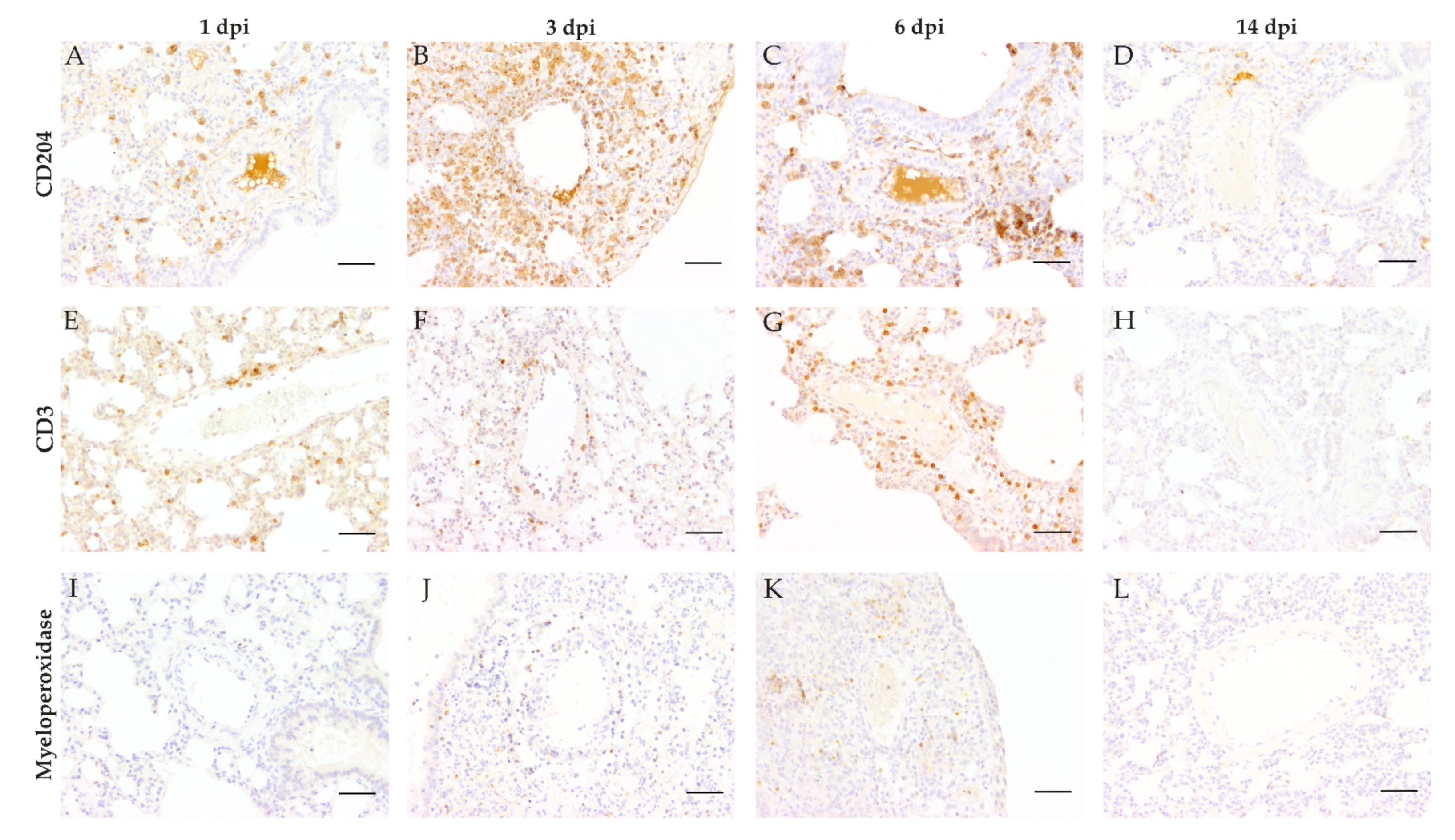 Viruses 13 00639 g004 Viruses 13 00639 g004