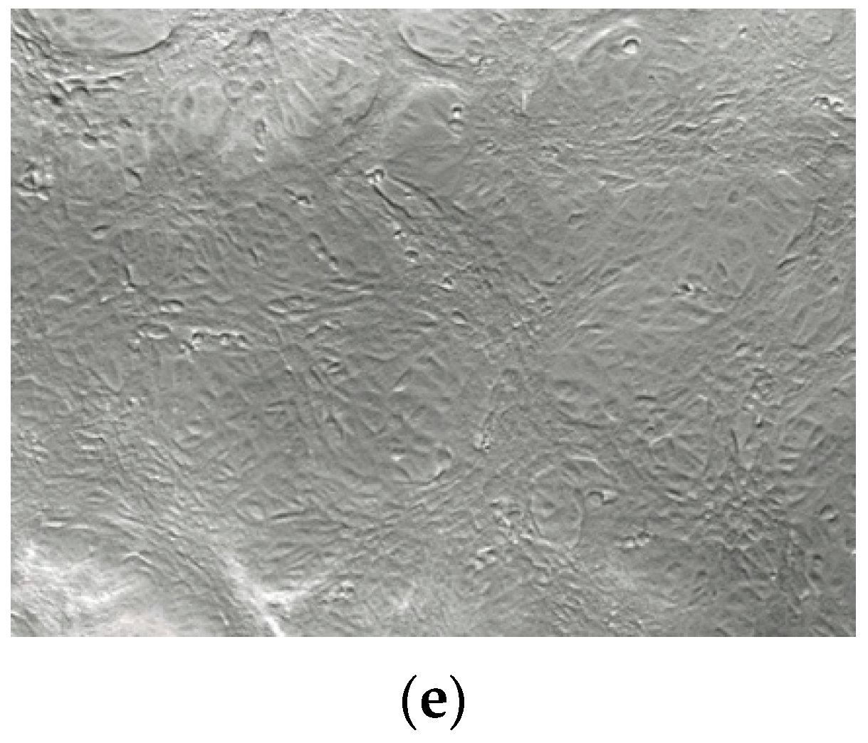 Viruses 13 00643 g003b Viruses 13 00643 g003b