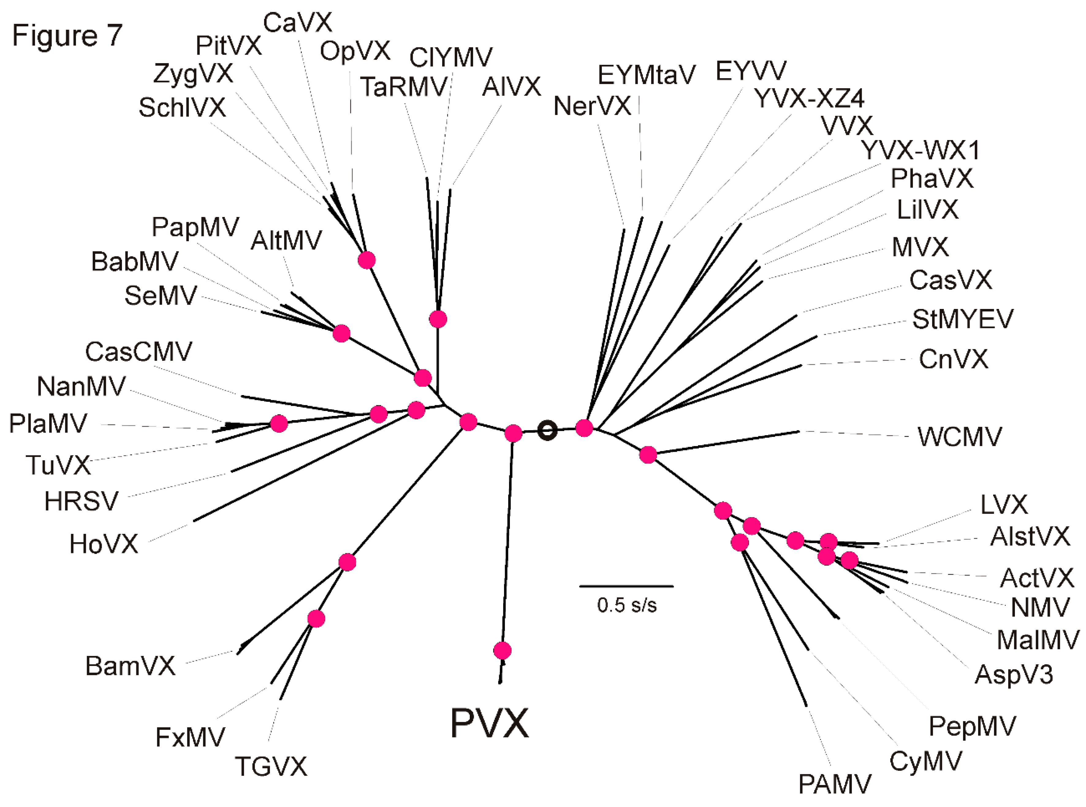 Viruses 13 00644 g007 Viruses 13 00644 g007