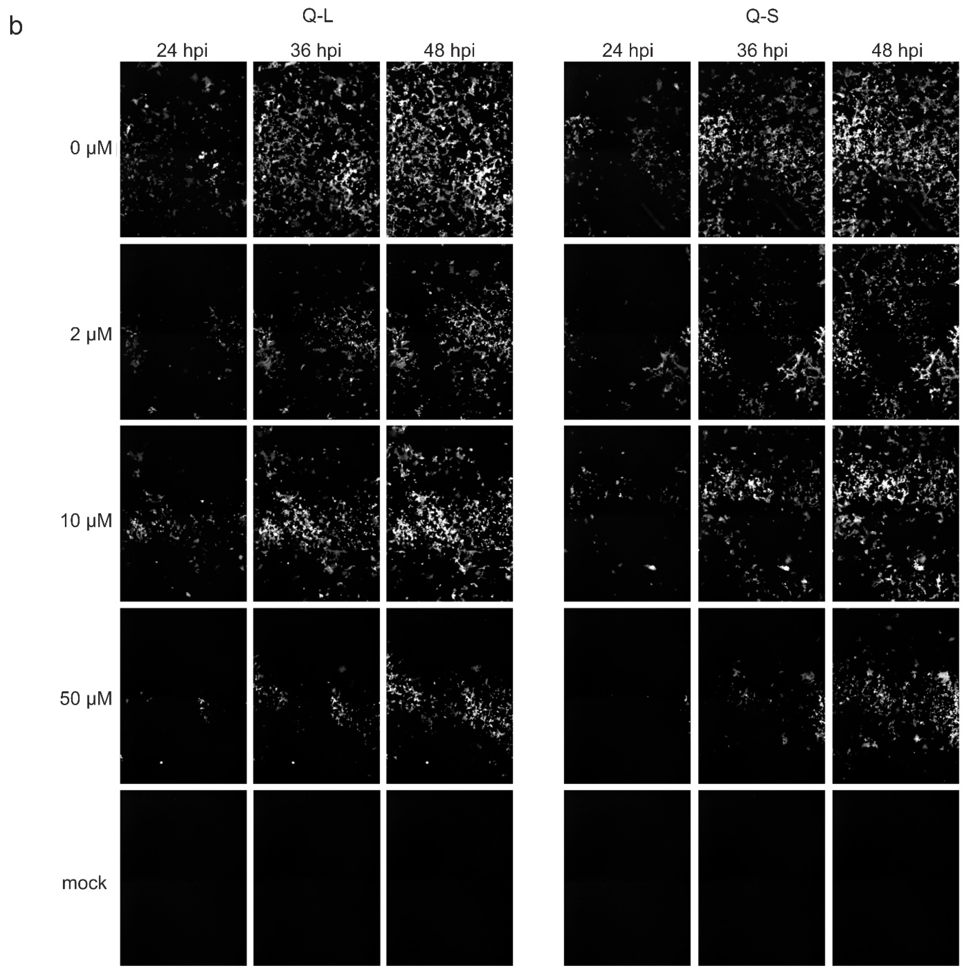 Viruses 13 00647 g005b