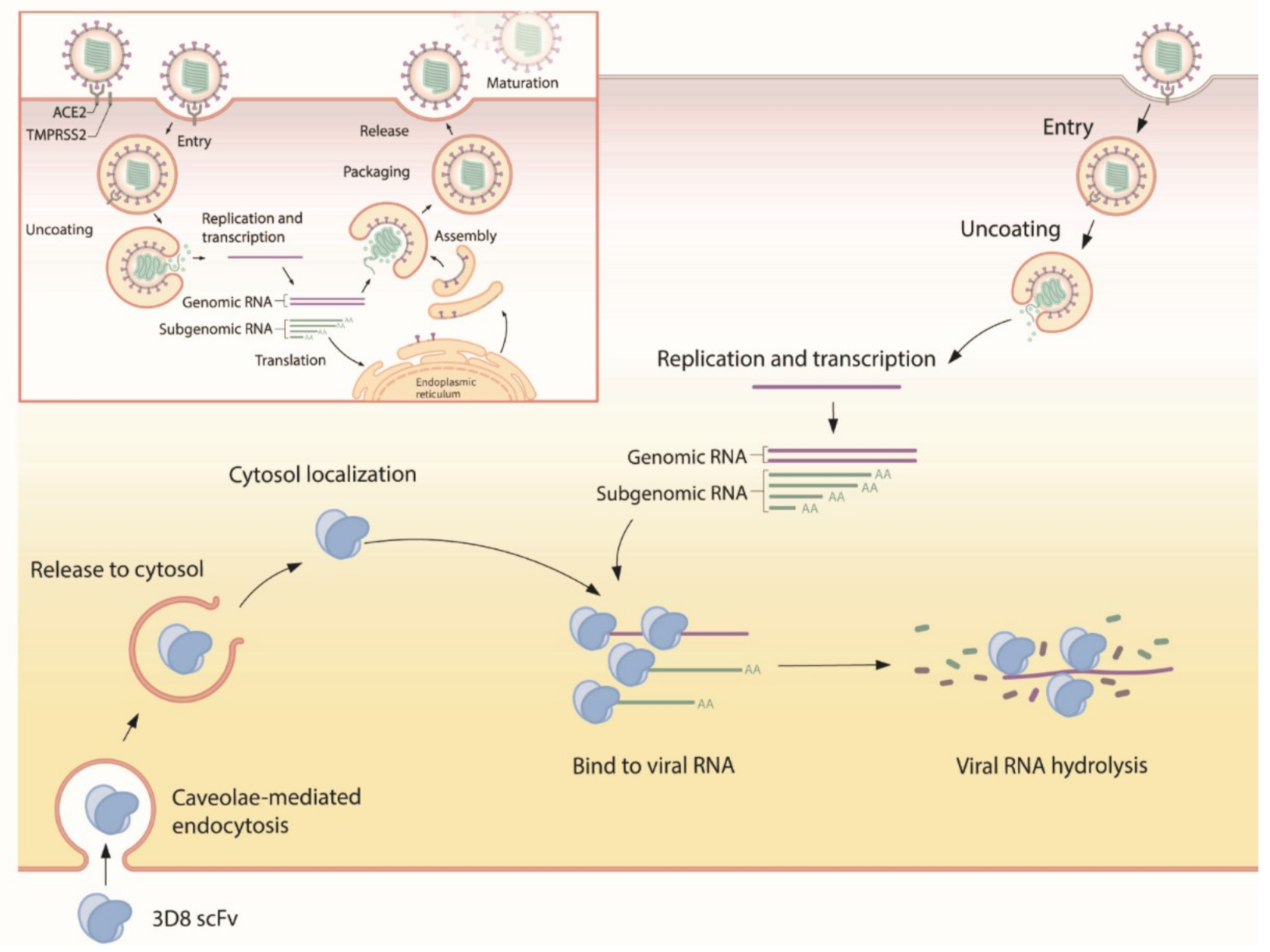 Viruses 13 00650 g006