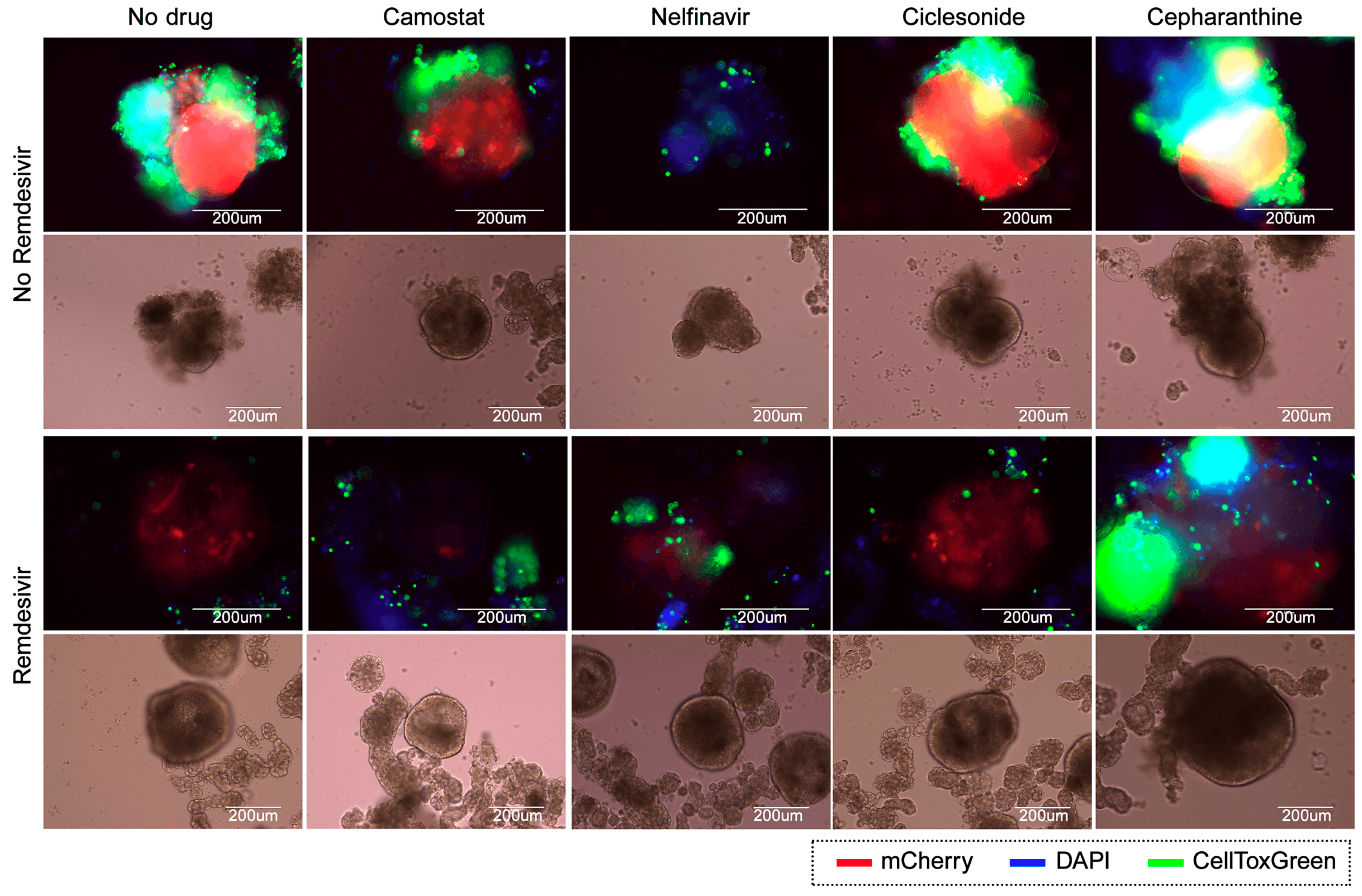 Viruses 13 00651 g005
