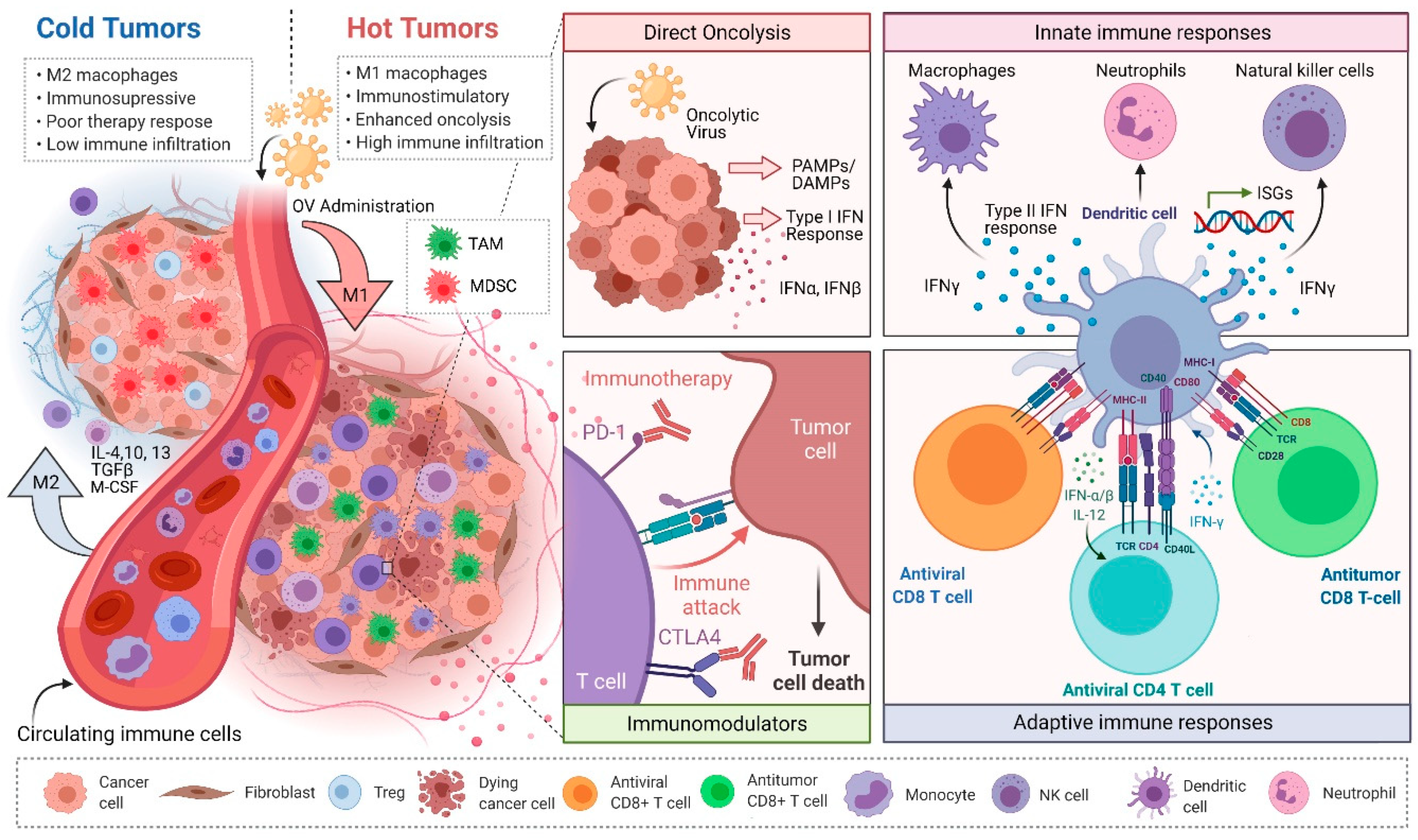 Viruses 13 00654 g001
