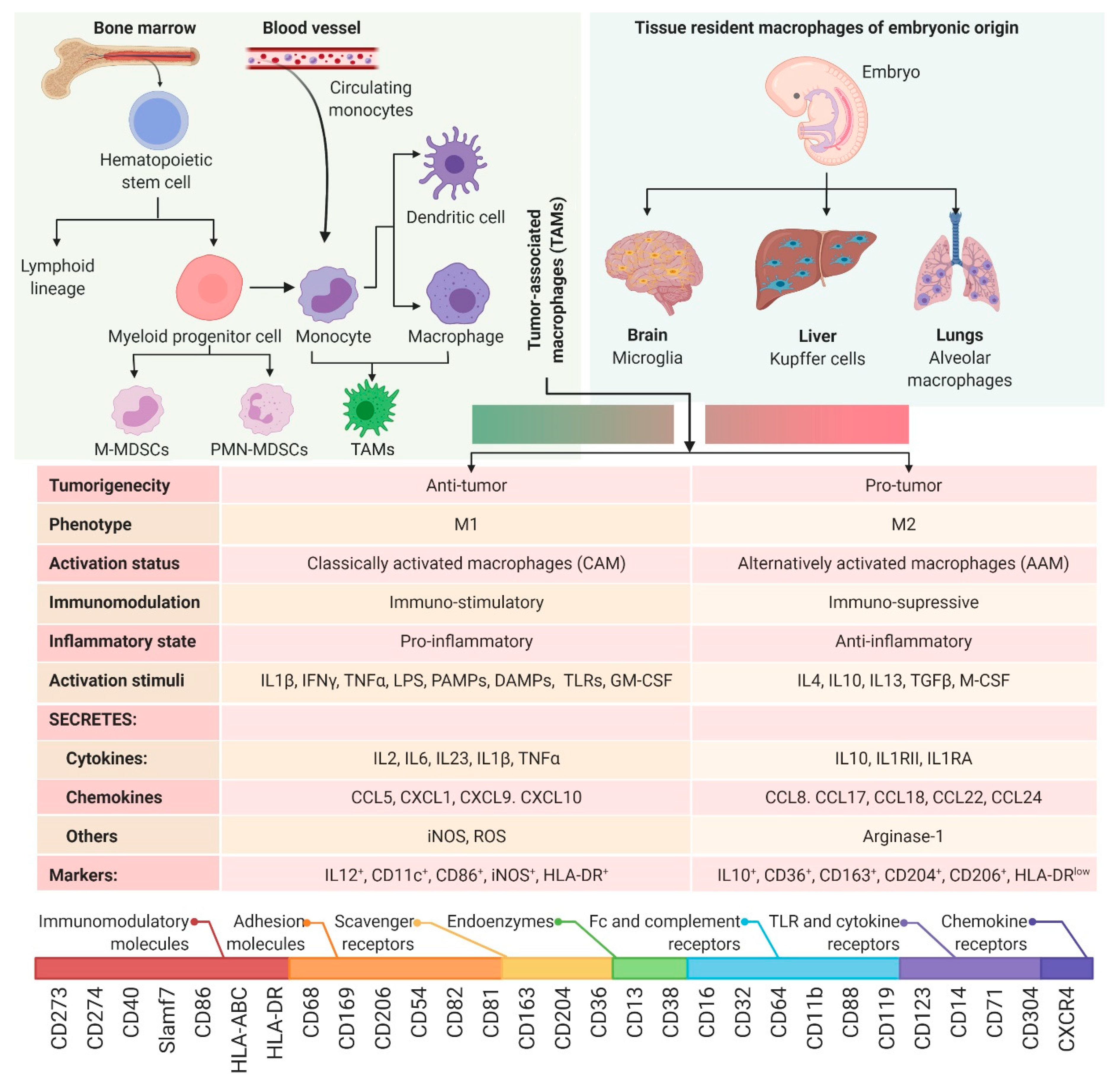 Viruses 13 00654 g002