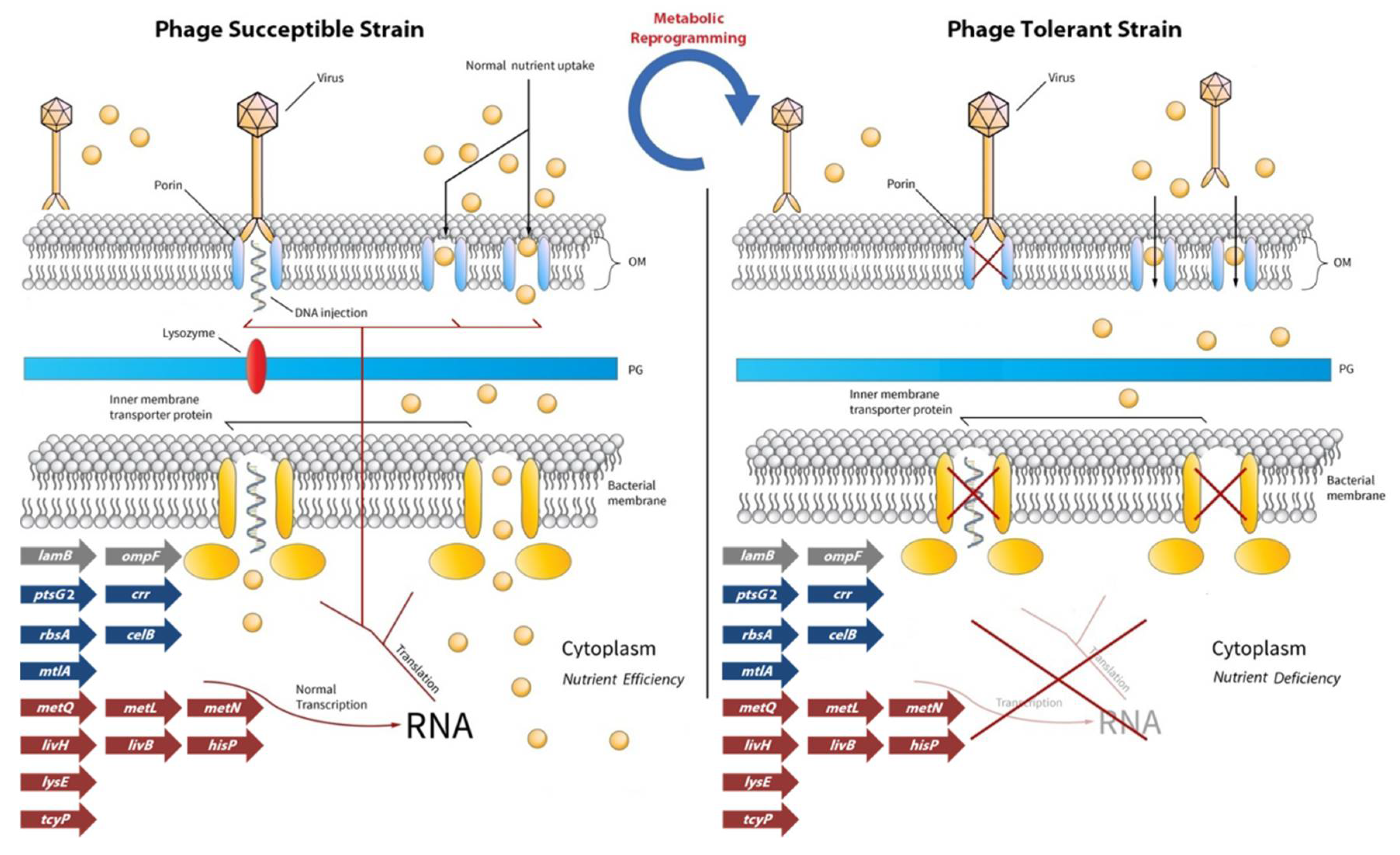 Viruses 13 00656 g007 Viruses 13 00656 g007