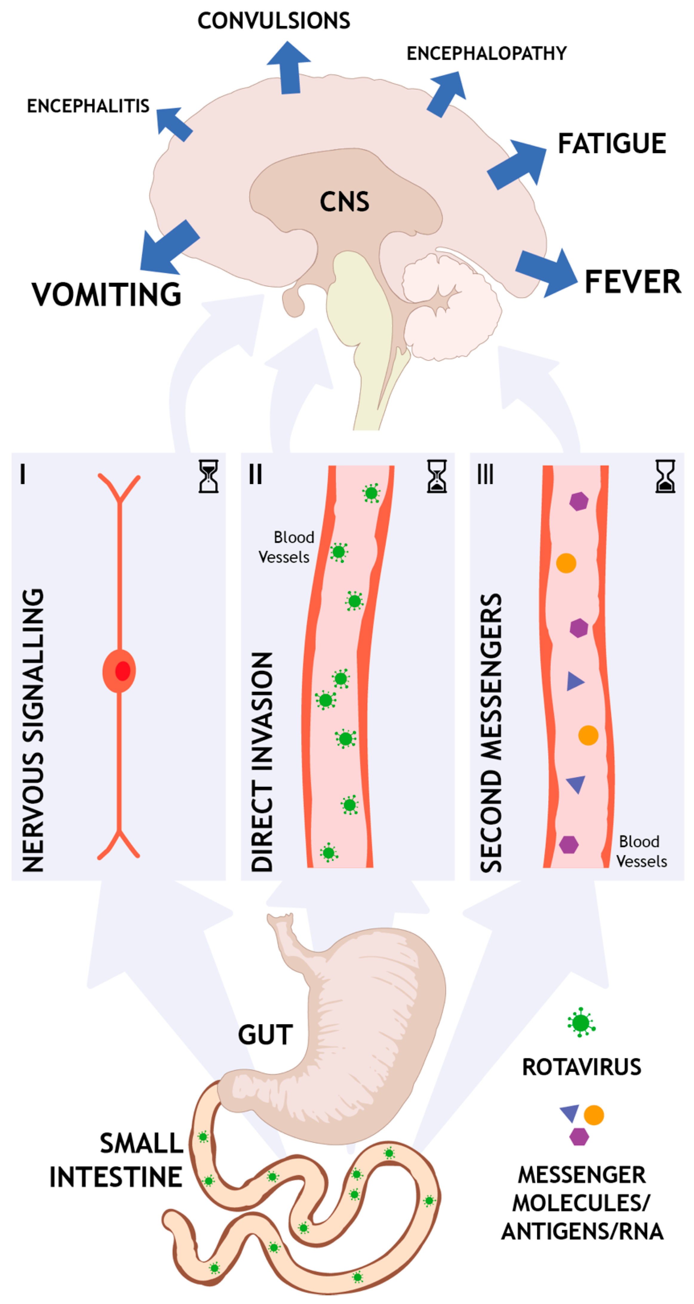 Viruses | Free Full-Text | Understanding the Central Nervous