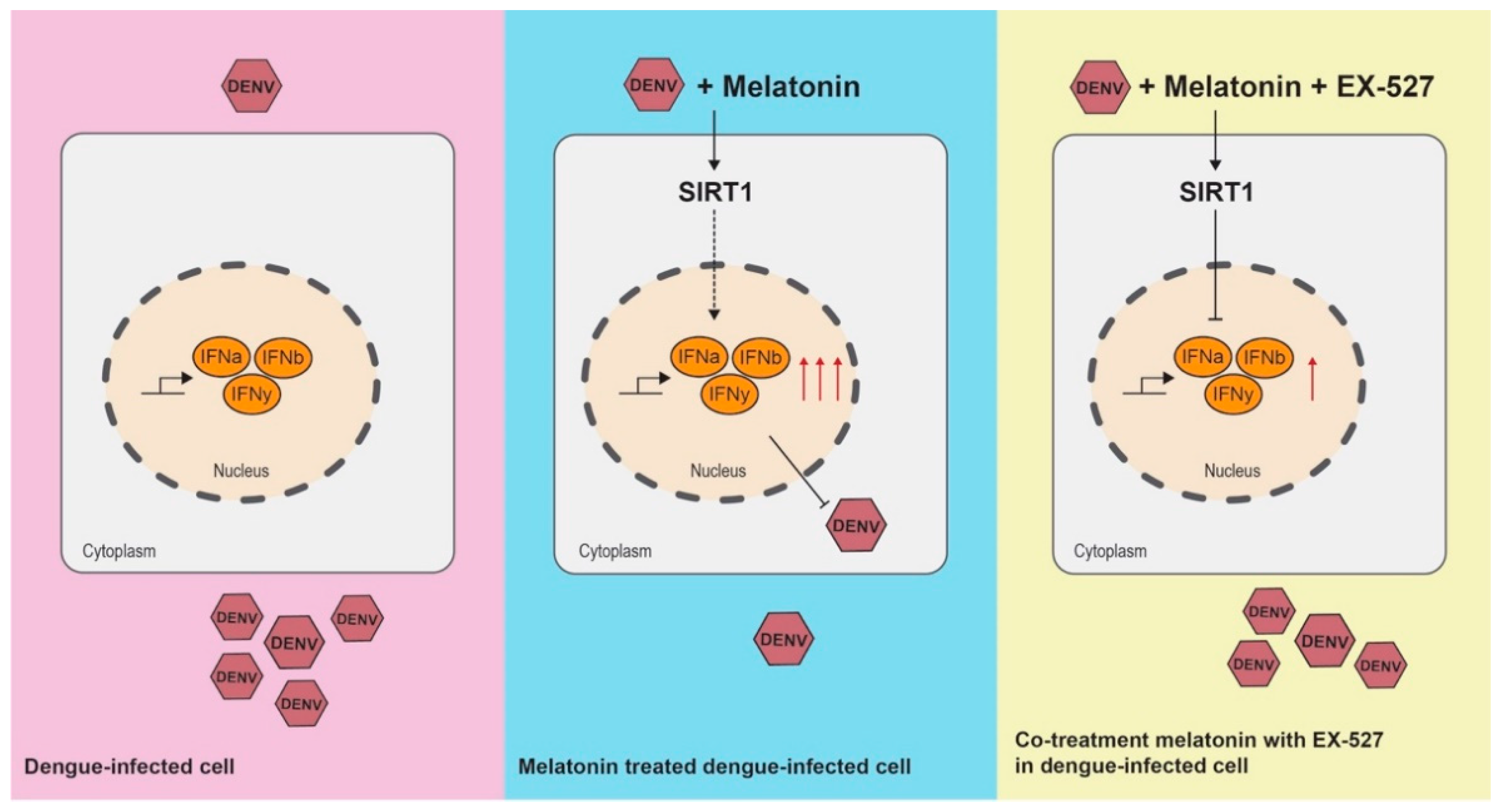 Viruses 13 00659 g008 Viruses 13 00659 g008