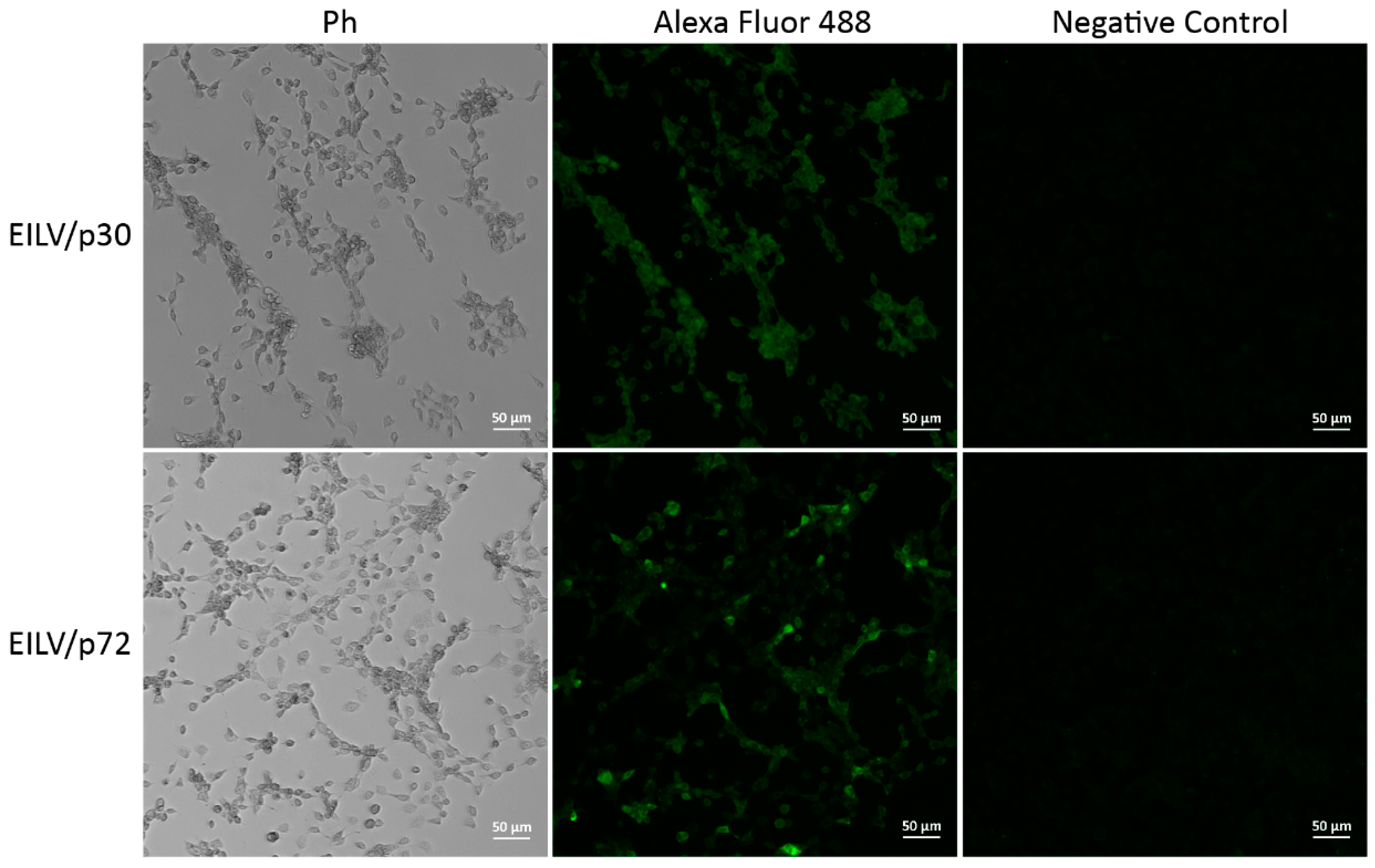 Viruses 13 00660 g006 Viruses 13 00660 g006