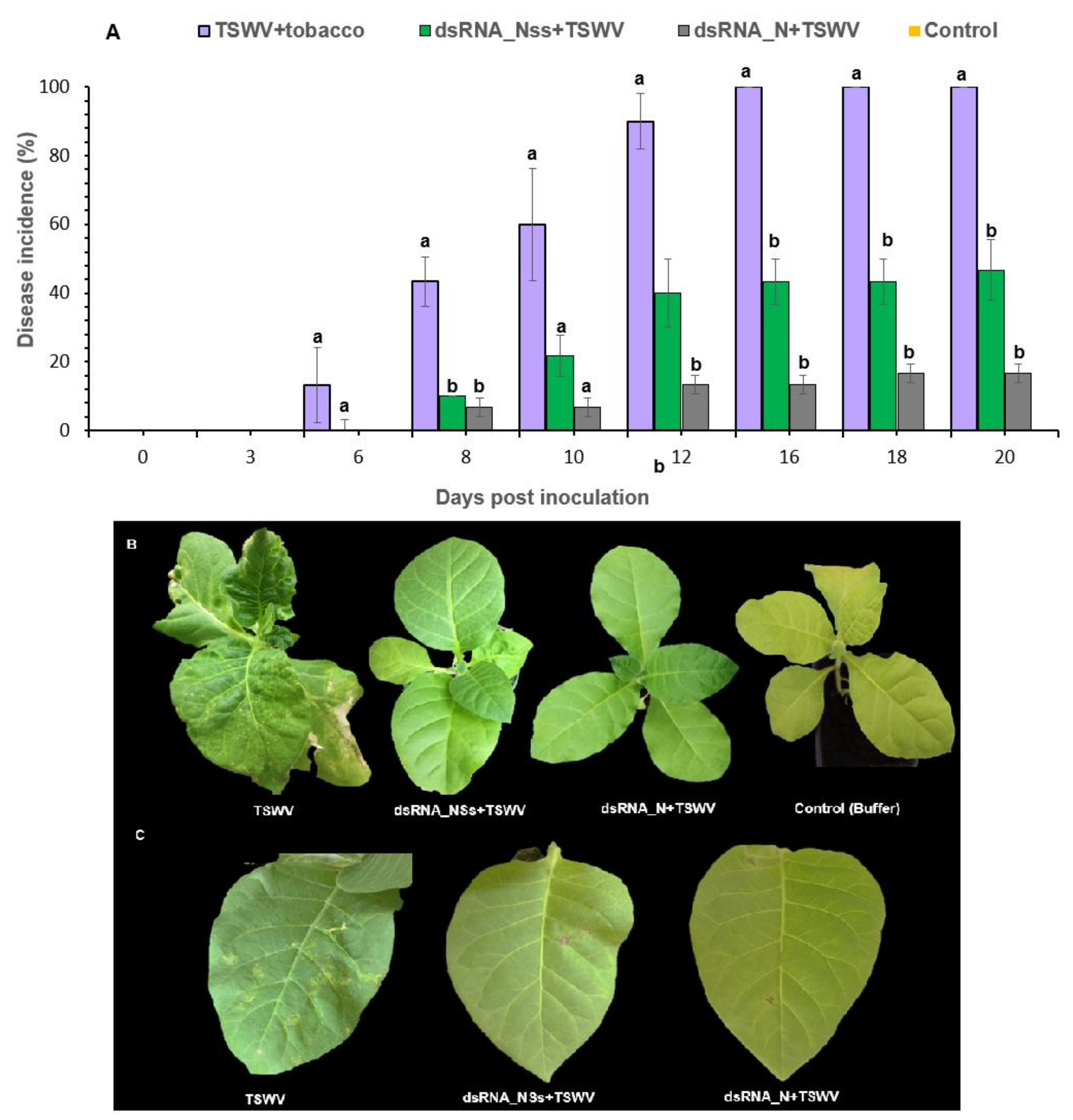 Viruses Free Full Text Induction Of Plant Resistance In Tobacco Nicotiana Tabacum Against Tomato Spotted Wilt Orthotospovirus Through Foliar Application Of Dsrna Html Viruses Free Full Text Induction Of Plant Resistance In Tobacco Nicotiana Tabacum Against Tomato Spotted Wilt Orthotospovirus Through Foliar Application Of Dsrna Html