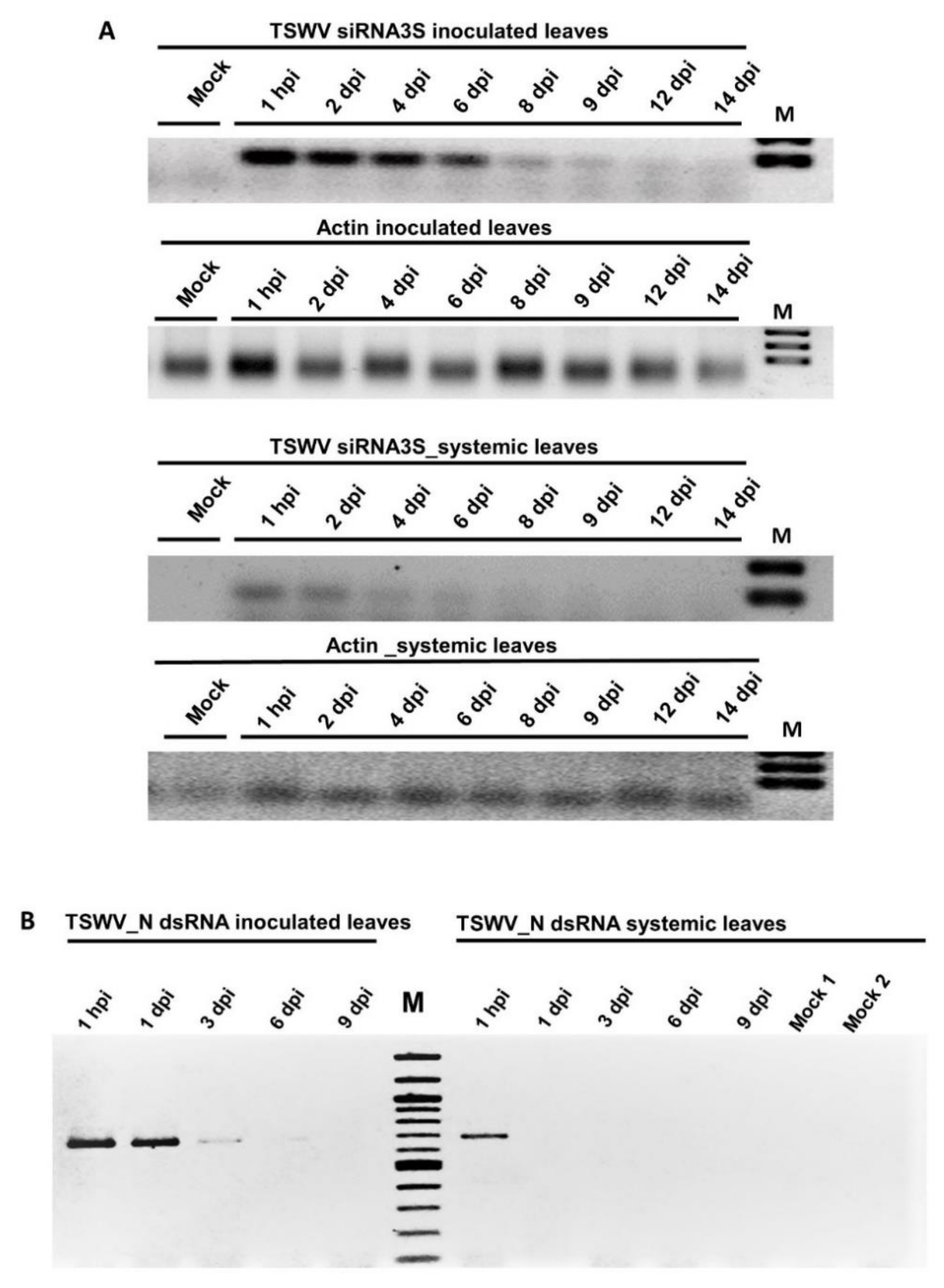 Viruses 13 00662 g004