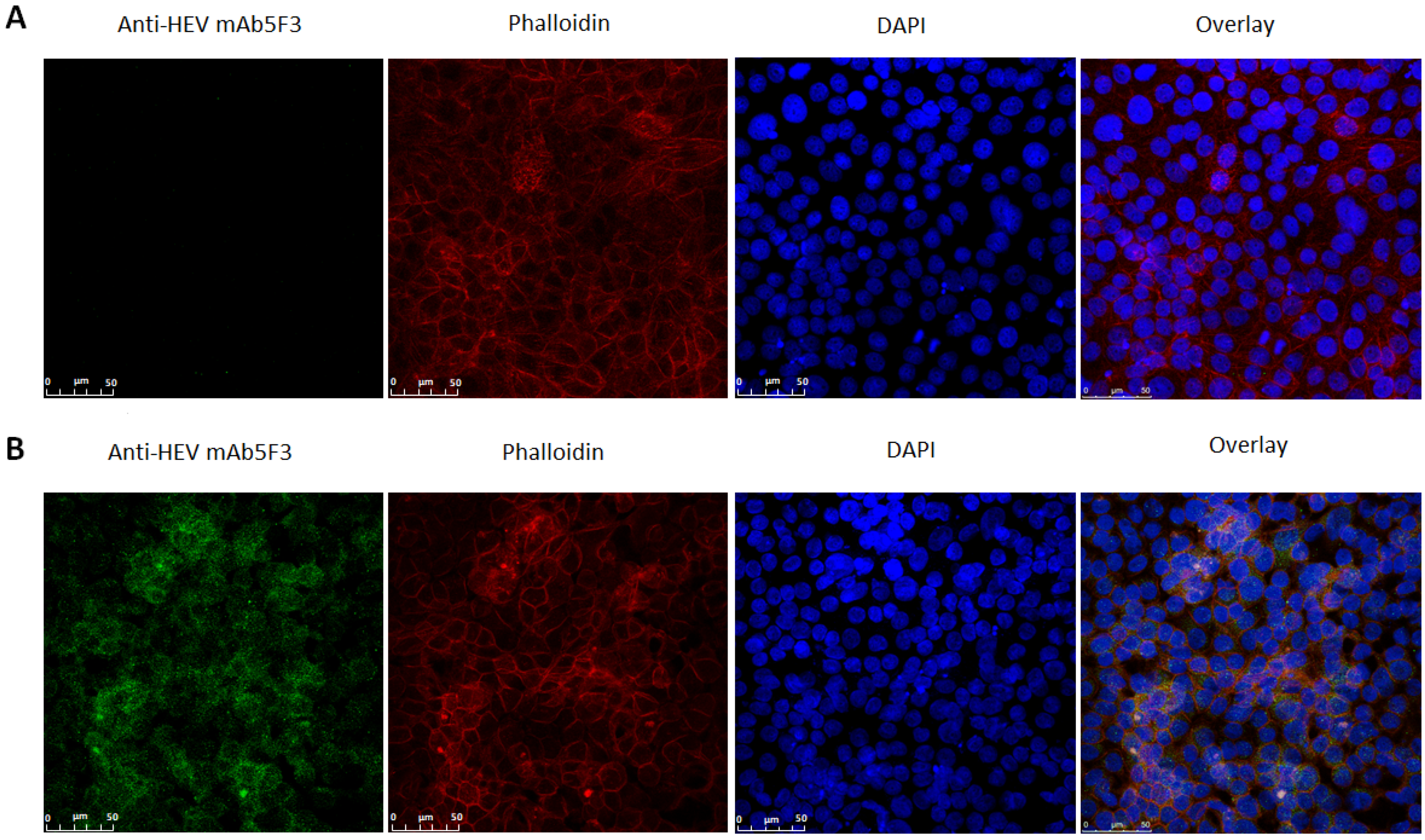 Viruses 13 00670 g003 Viruses 13 00670 g003
