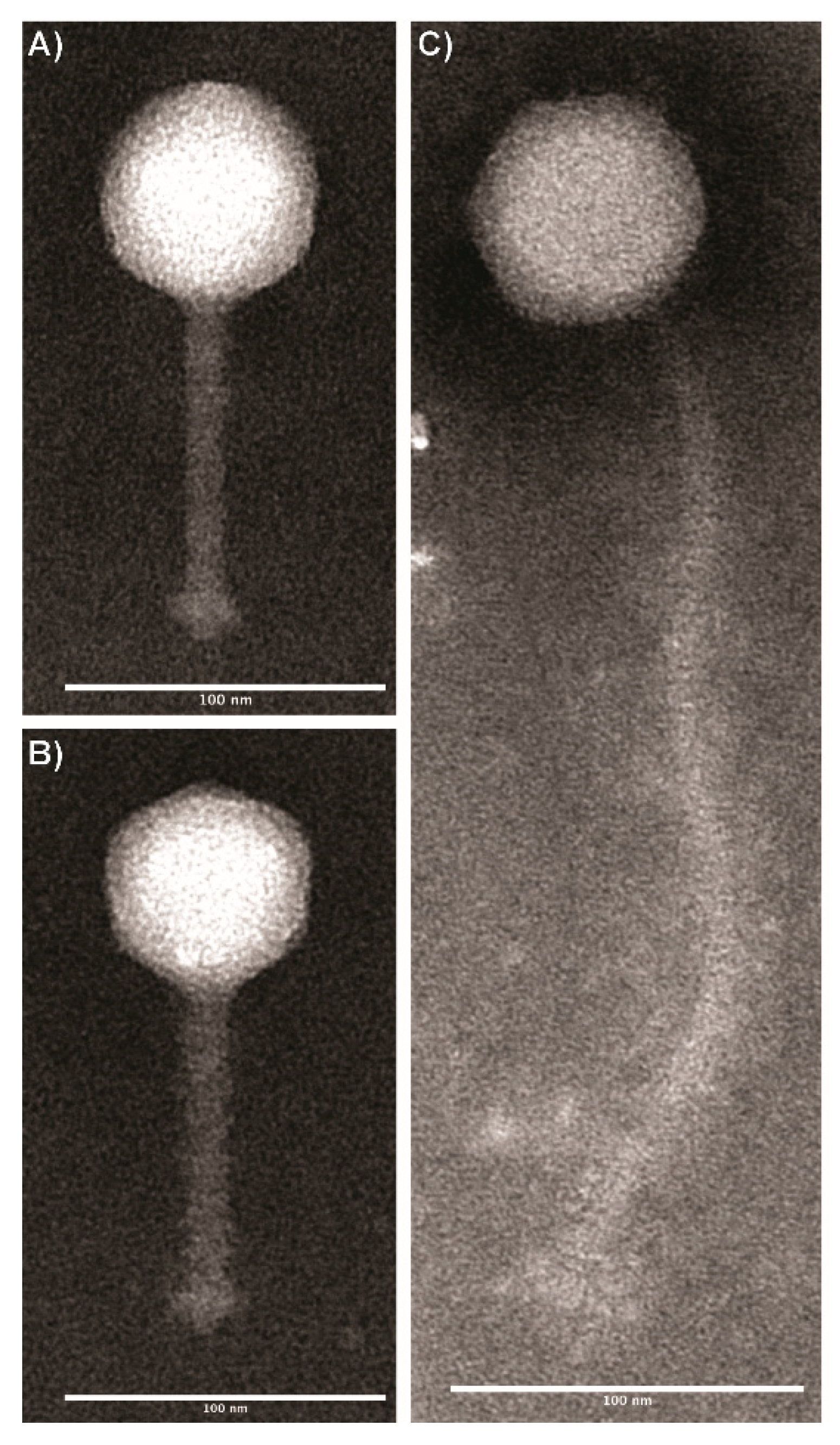 Viruses Free Full Text Characterization Of A Novel Group Of Listeria Phages That Target Serotype 4b Listeria Monocytogenes Html