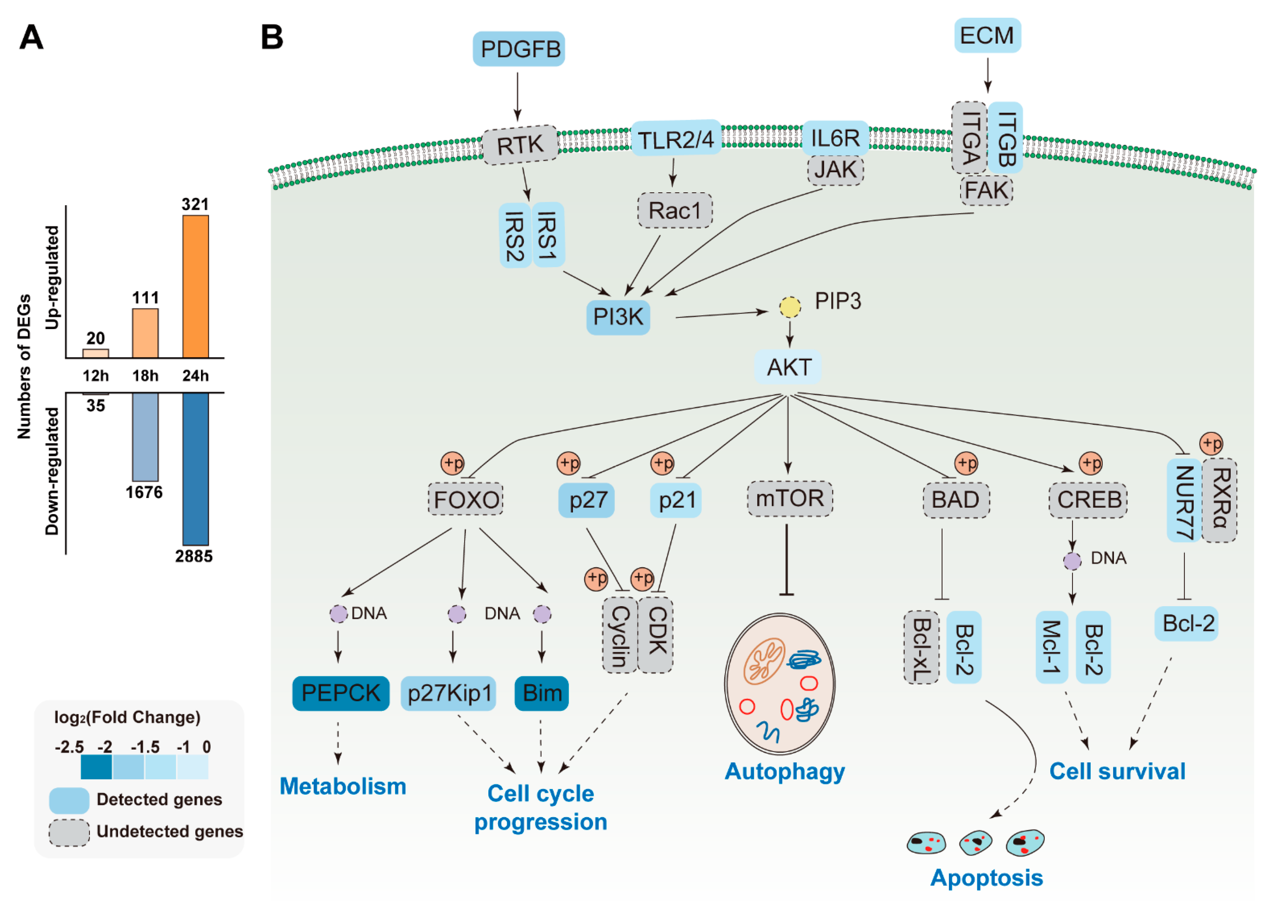 Viruses 13 00674 g008 Viruses 13 00674 g008