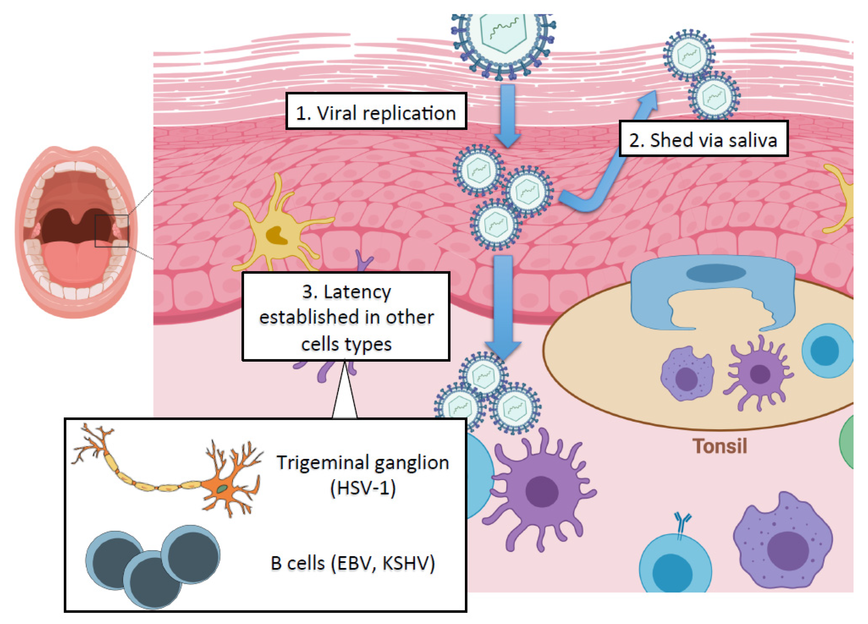 Viruses 13 00681 g001