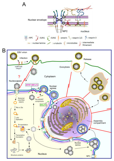 Conquering the Nuclear Envelope Barriers by EBV Lytic