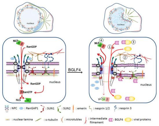 Conquering the Nuclear Envelope Barriers by EBV Lytic