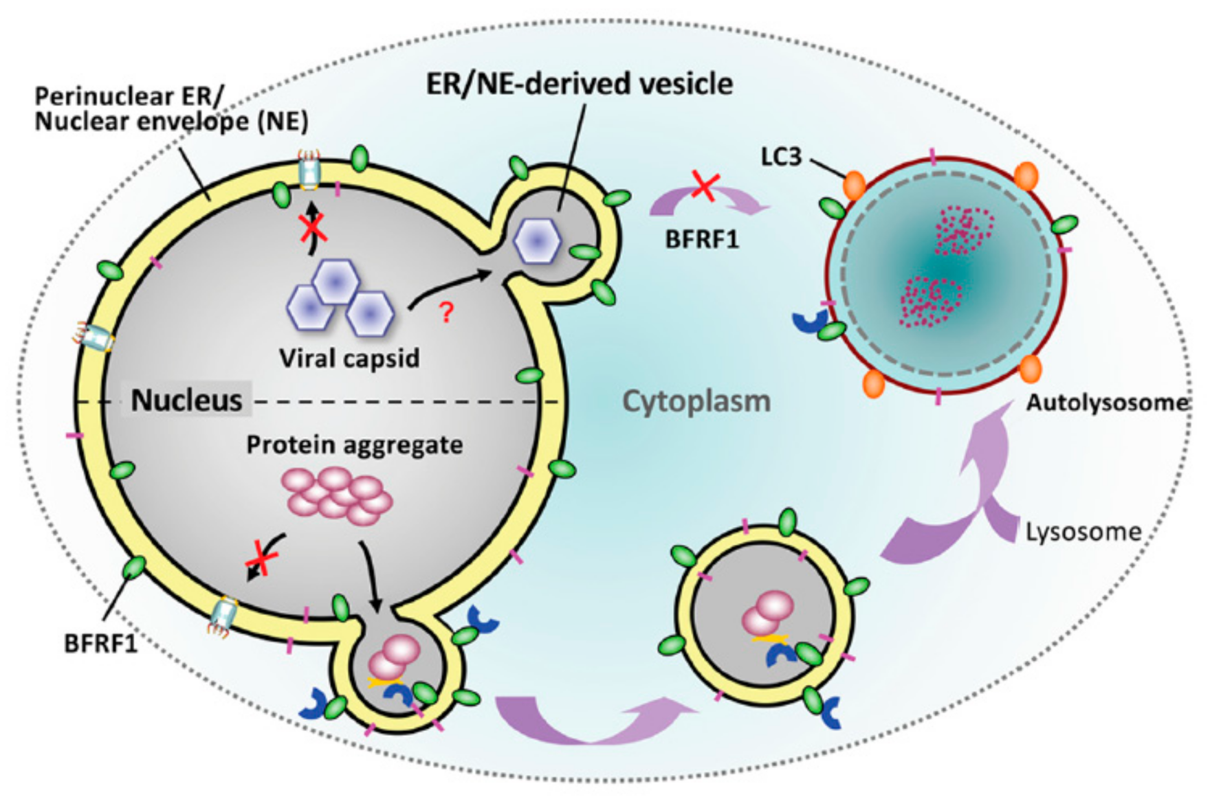 Conquering the Nuclear Envelope Barriers by EBV Lytic