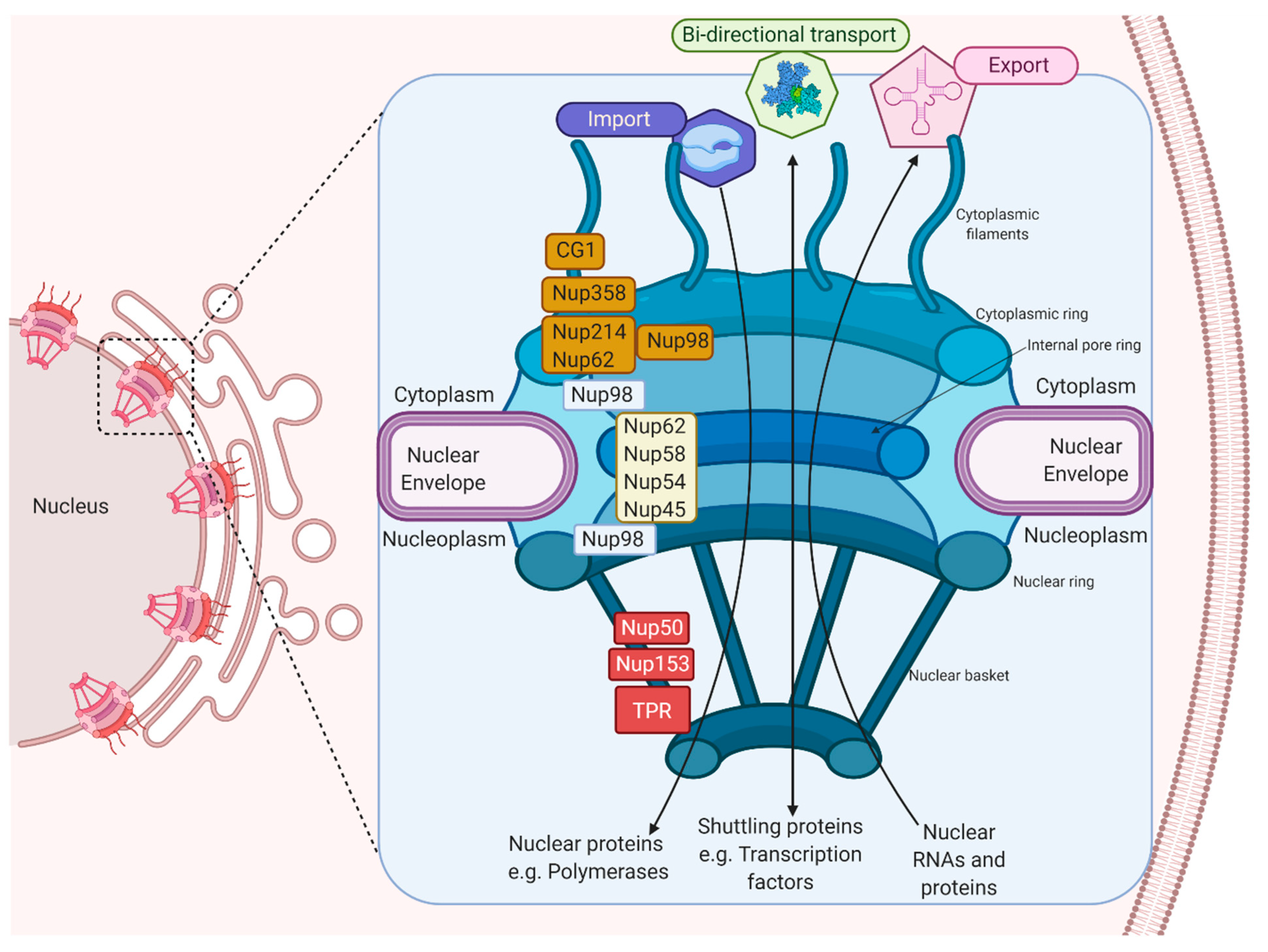 Viruses 13 00706 g001 Viruses 13 00706 g001