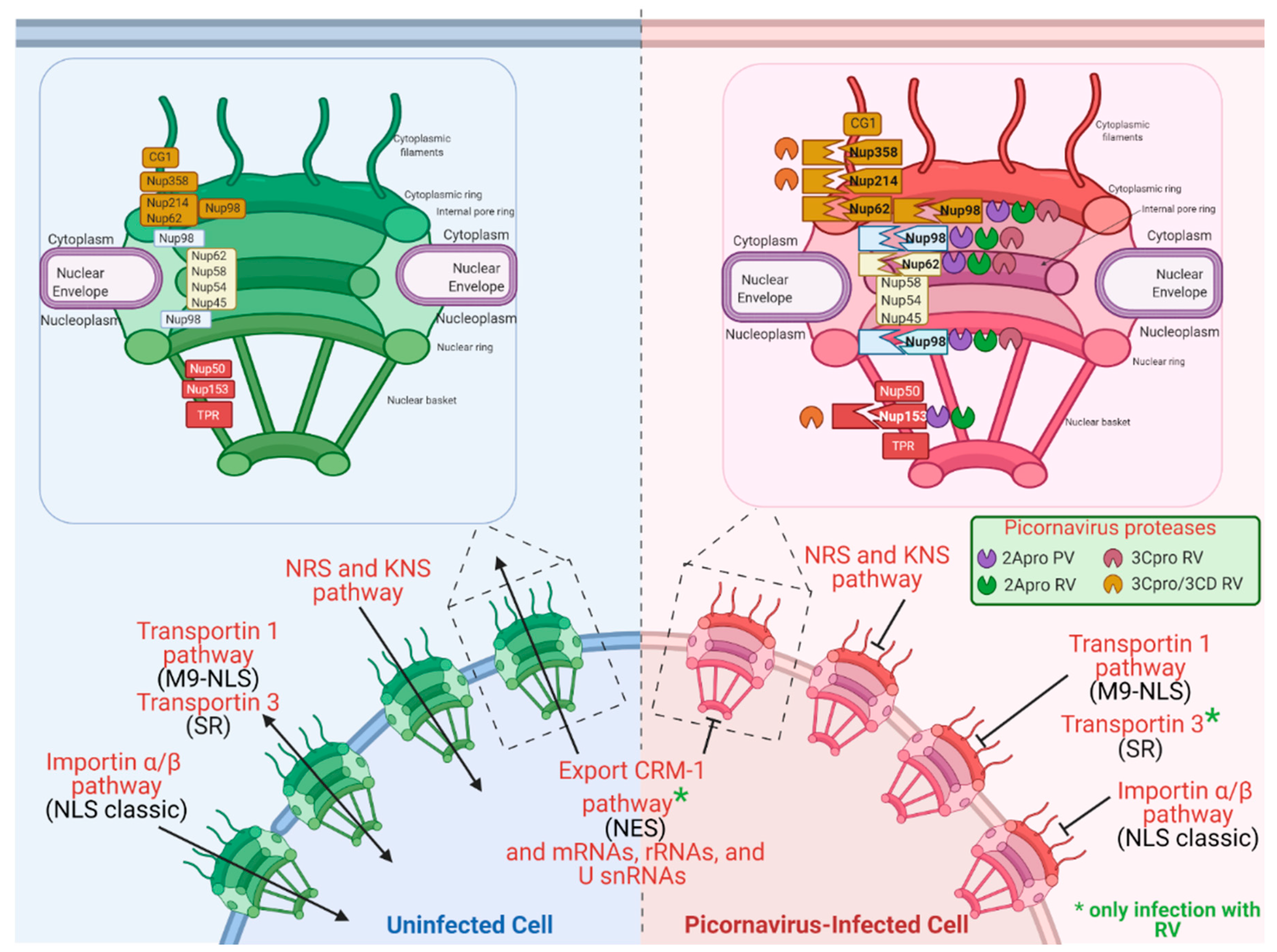 Viruses 13 00706 g005 Viruses 13 00706 g005