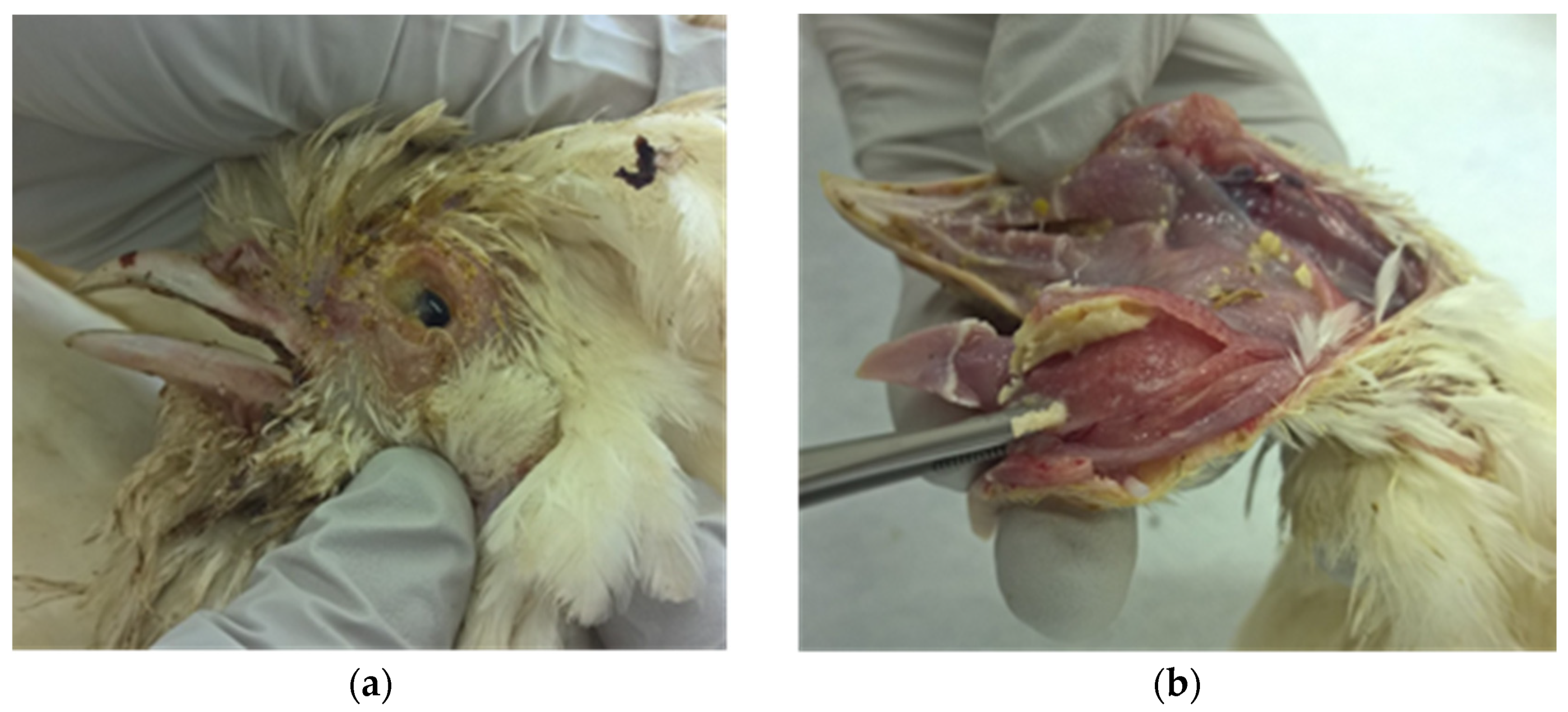 Viruses 13 00707 g001 Viruses 13 00707 g001