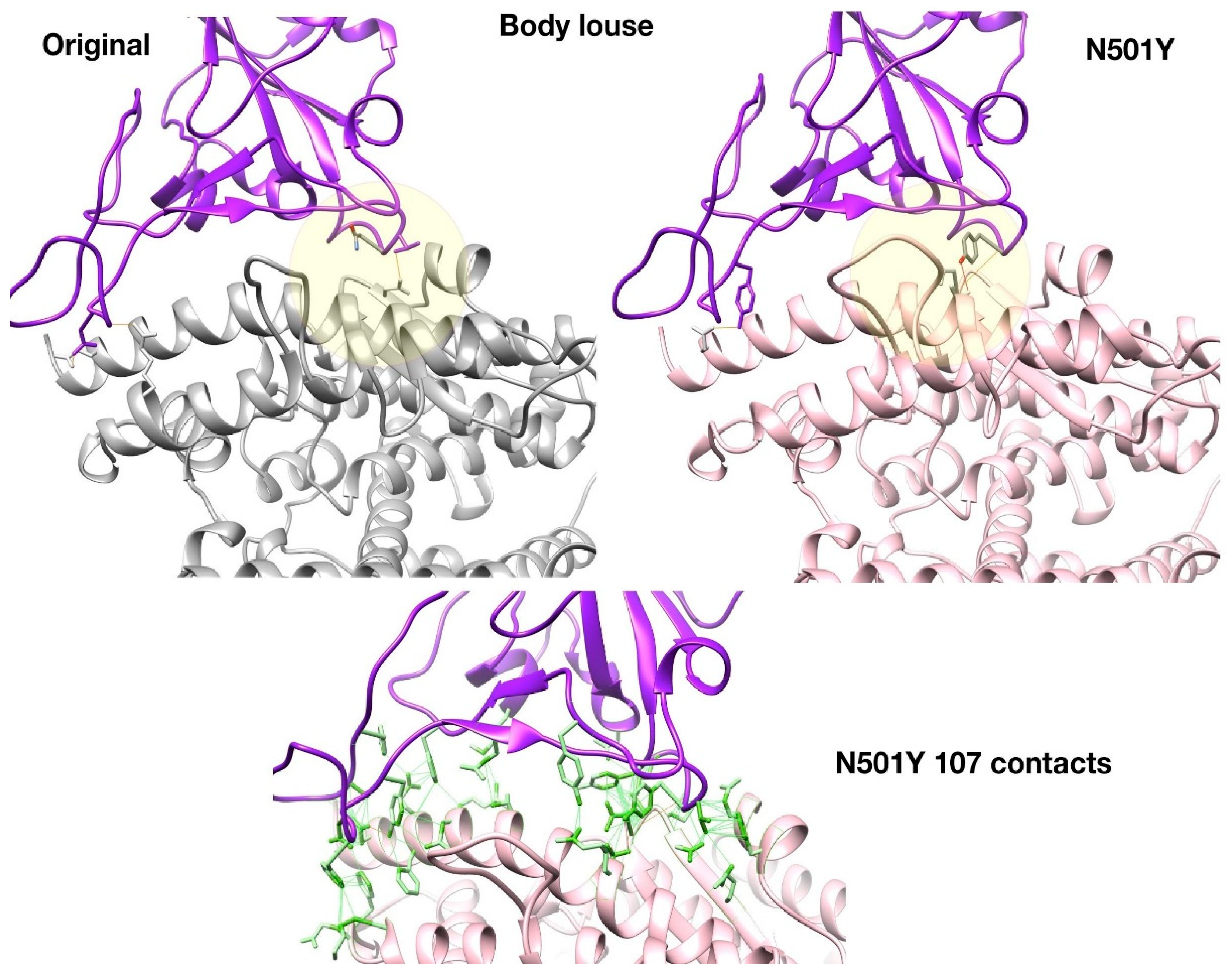 Viruses 13 00708 g004 Viruses 13 00708 g004