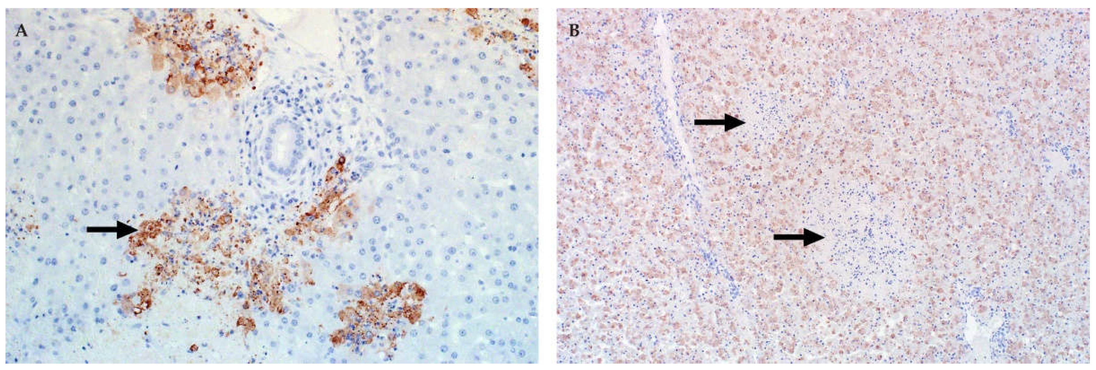 Viruses 13 00709 g005 Viruses 13 00709 g005