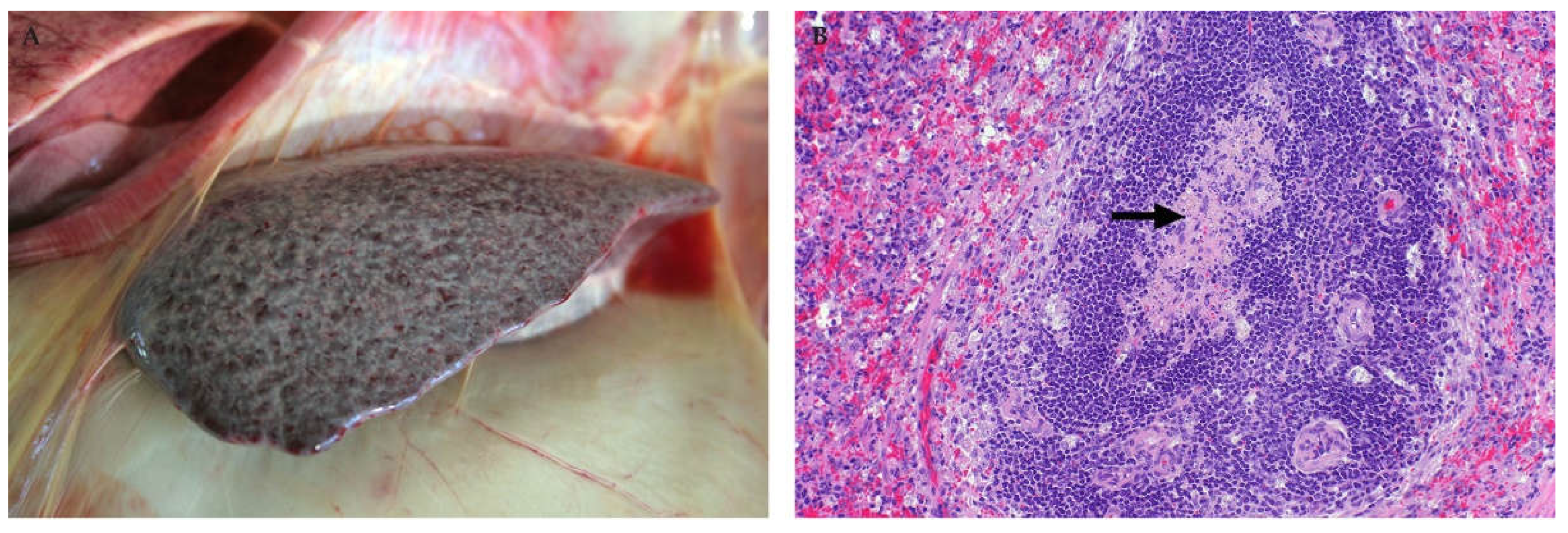 Viruses 13 00709 g008 Viruses 13 00709 g008