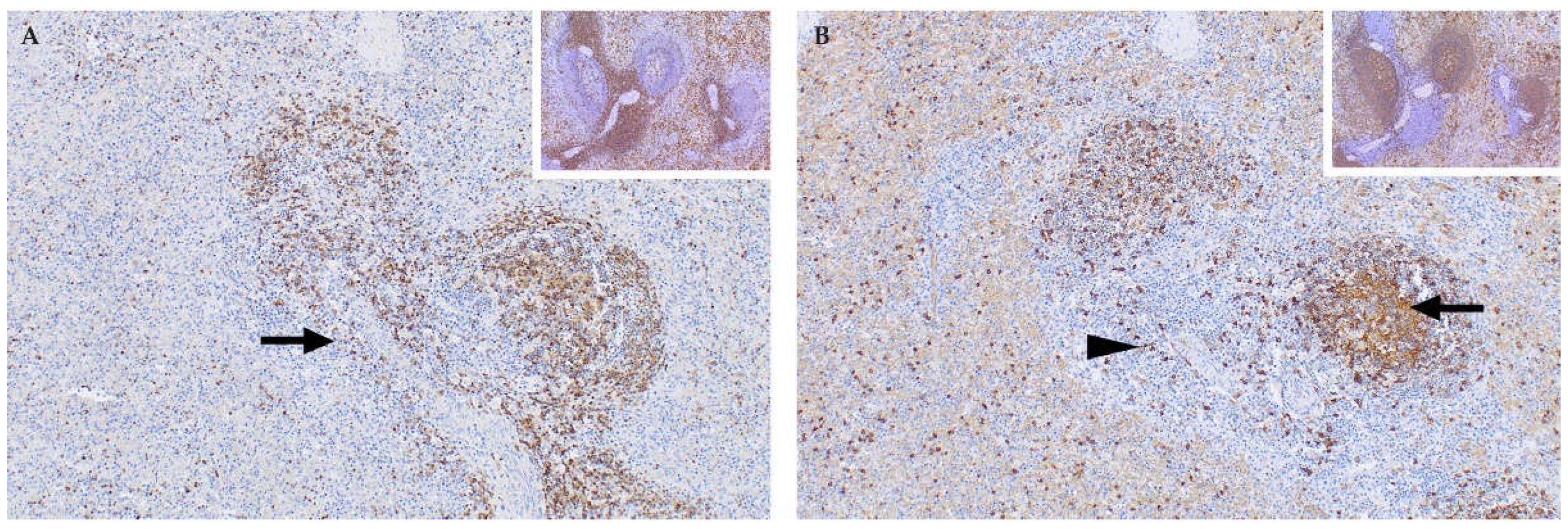 Viruses 13 00709 g009 Viruses 13 00709 g009
