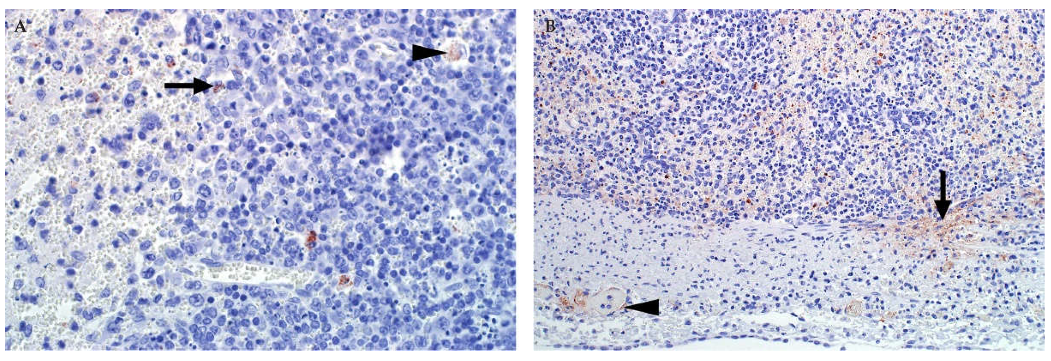 Viruses 13 00709 g010 Viruses 13 00709 g010