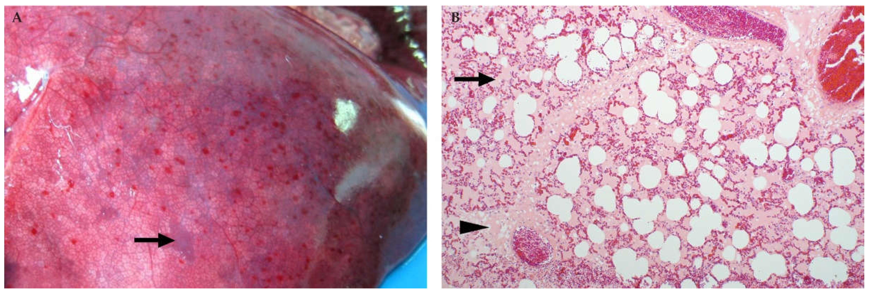 Viruses 13 00709 g011 Viruses 13 00709 g011