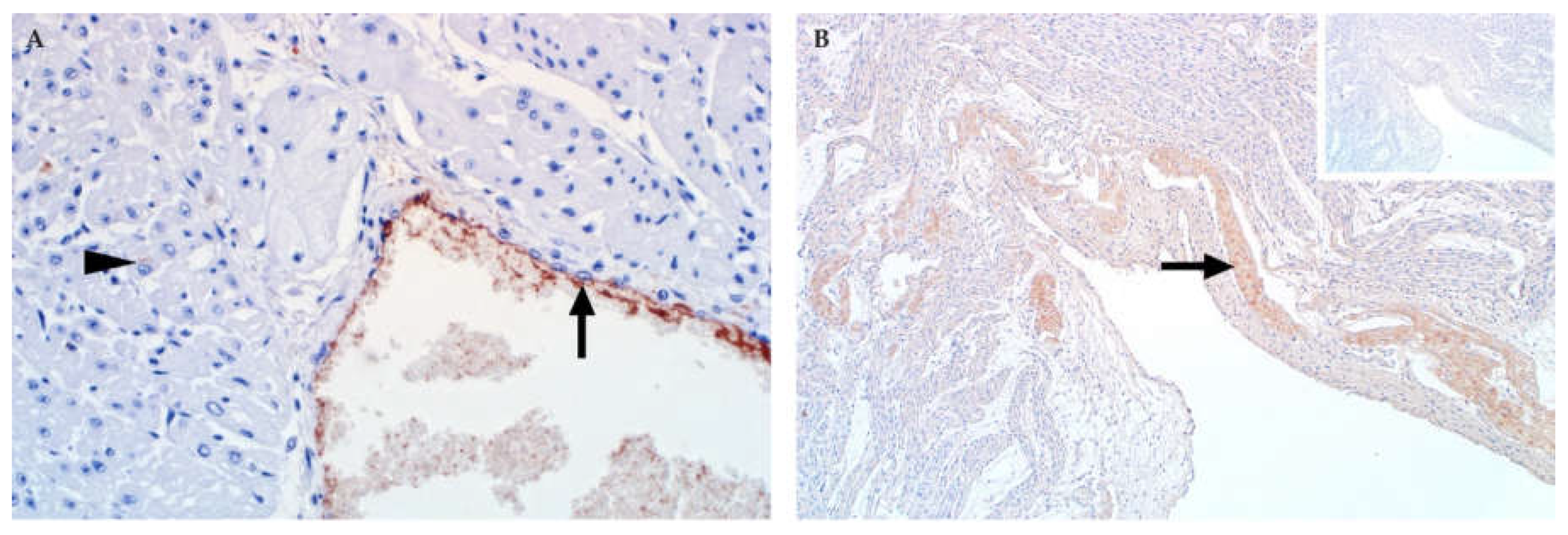 Viruses 13 00709 g012 Viruses 13 00709 g012