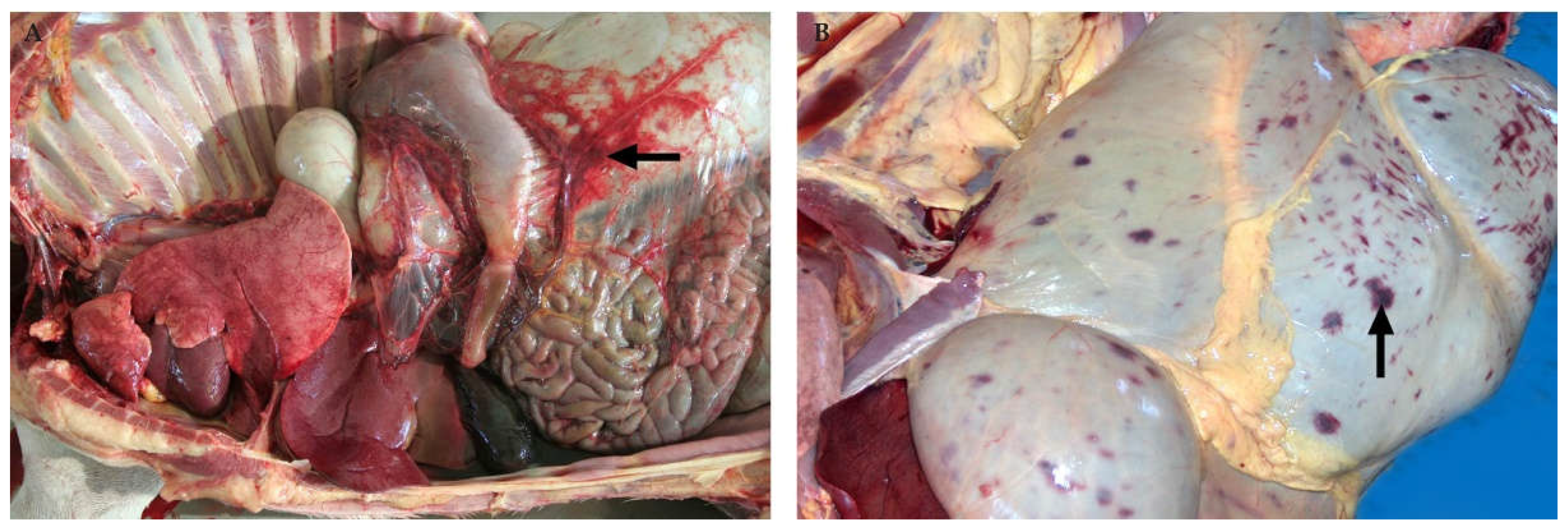 Viruses 13 00709 g013 Viruses 13 00709 g013