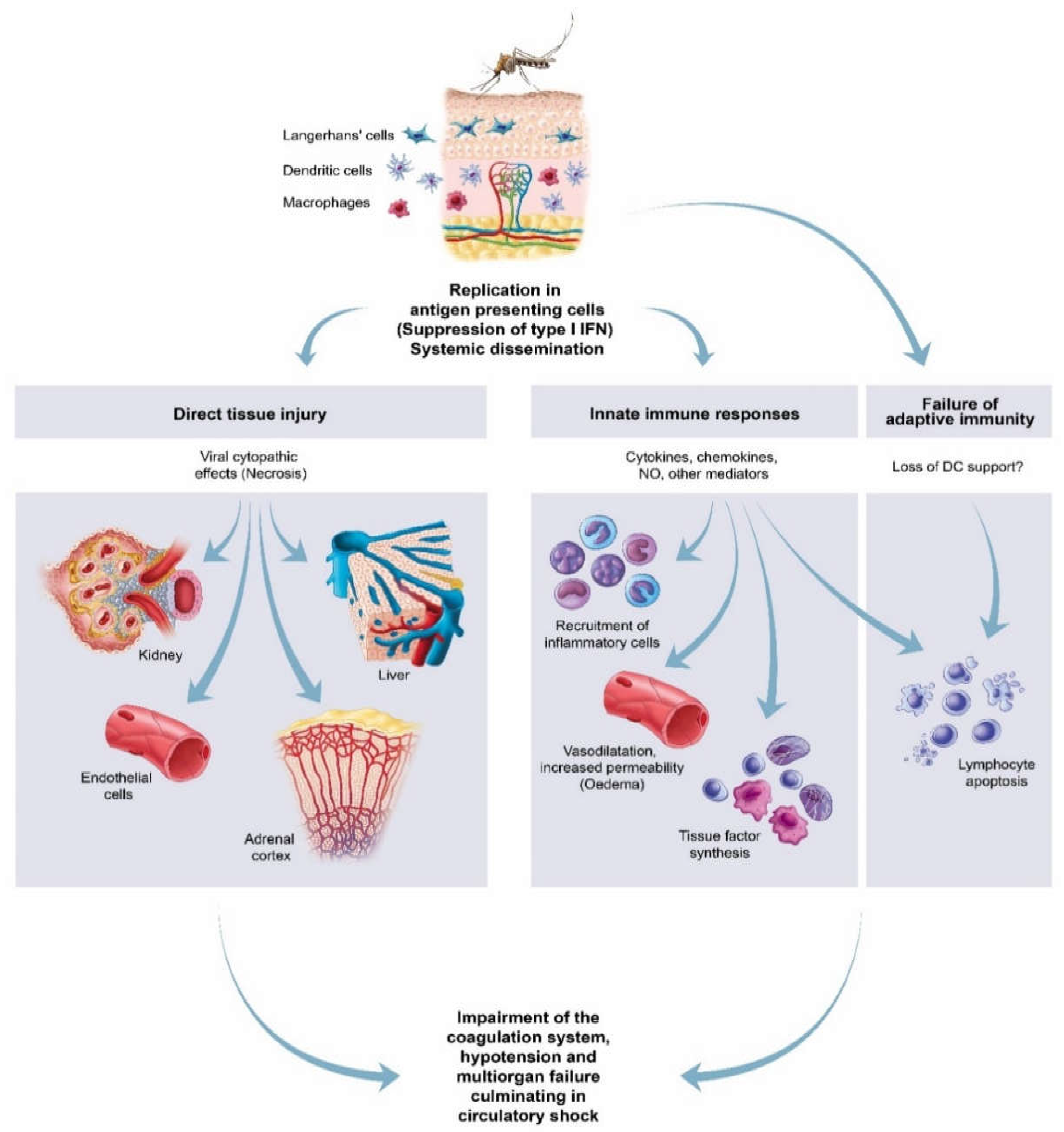 Viruses 13 00709 g016 Viruses 13 00709 g016