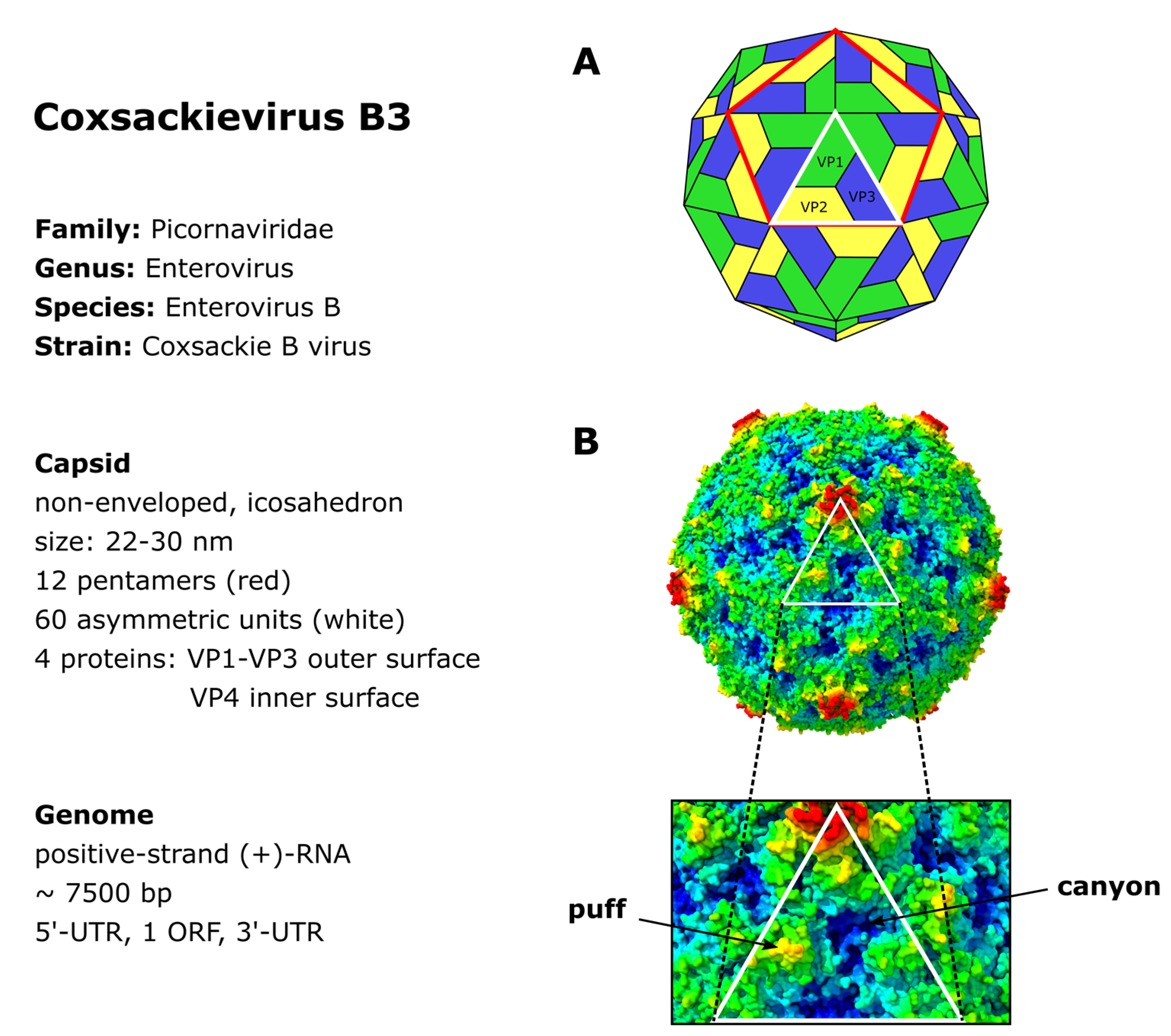 Viruses Free Full Text Coxsackievirus B3—Its Potential as an