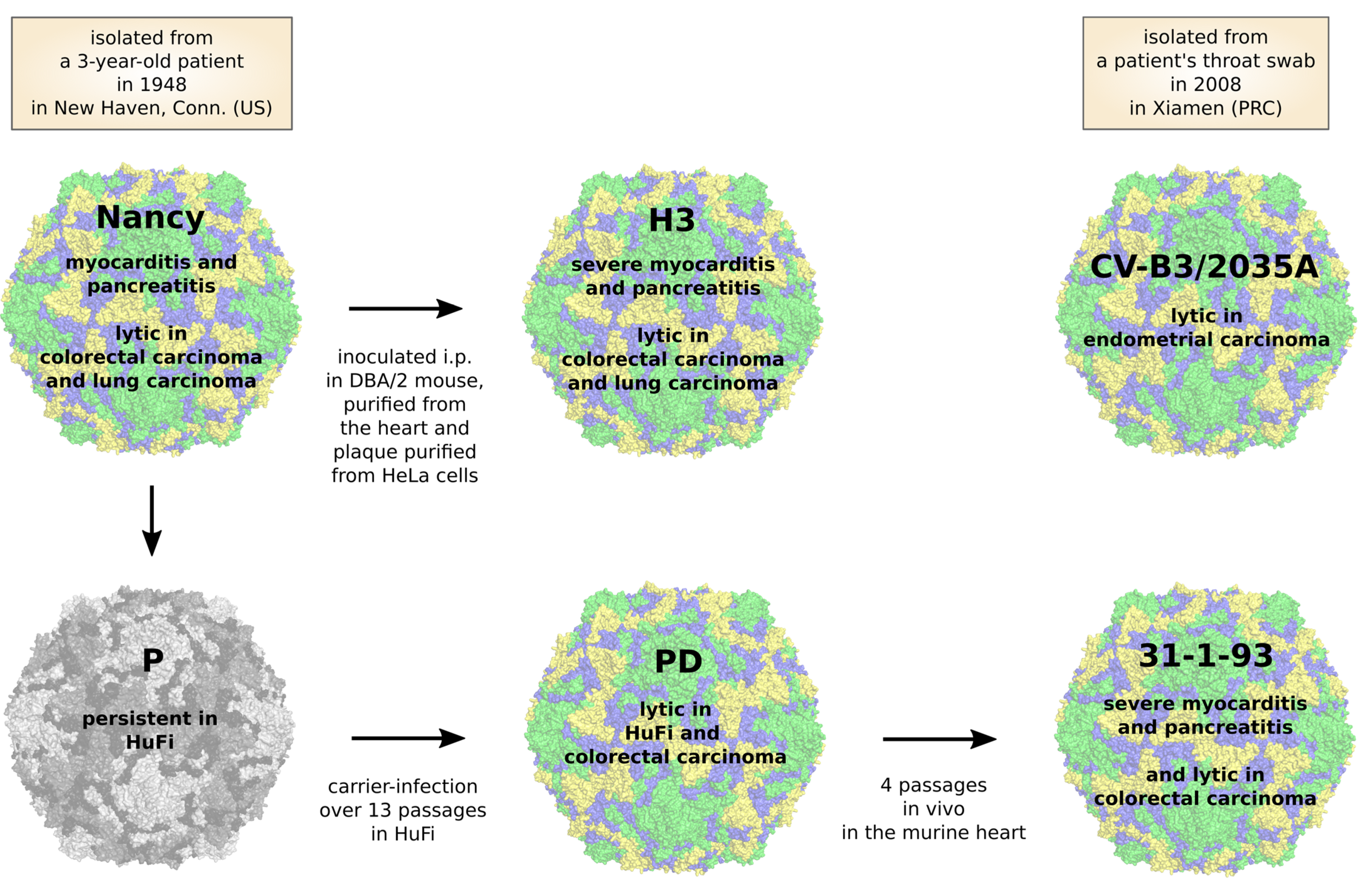 Viruses 13 00718 g005