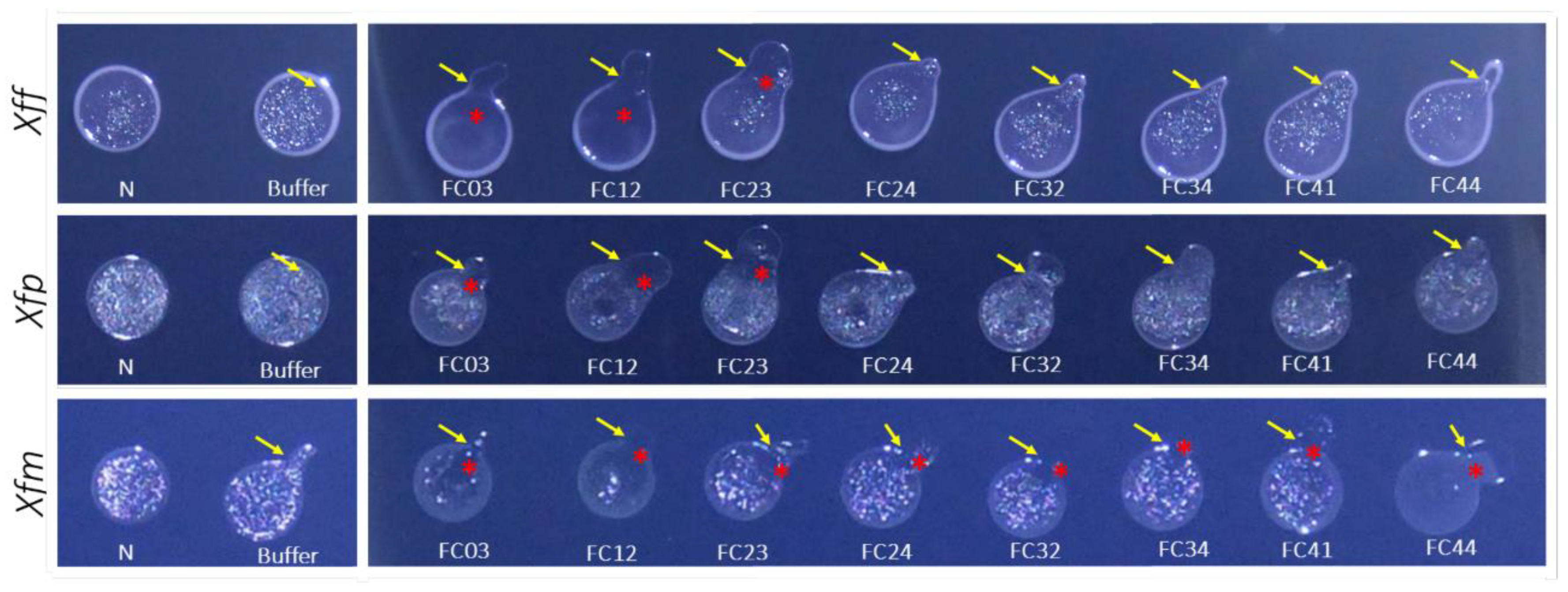 Viruses 13 00725 g005 Viruses 13 00725 g005