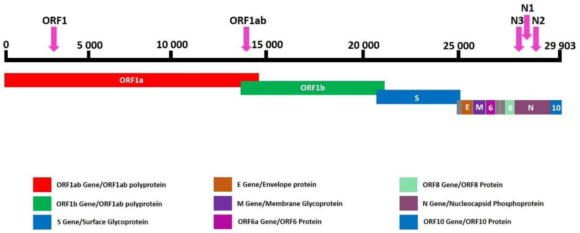 Viruses 13 00730 g001 Viruses 13 00730 g001