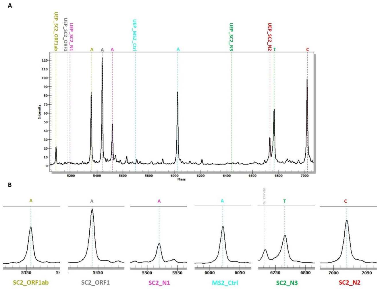Viruses 13 00730 g004 Viruses 13 00730 g004