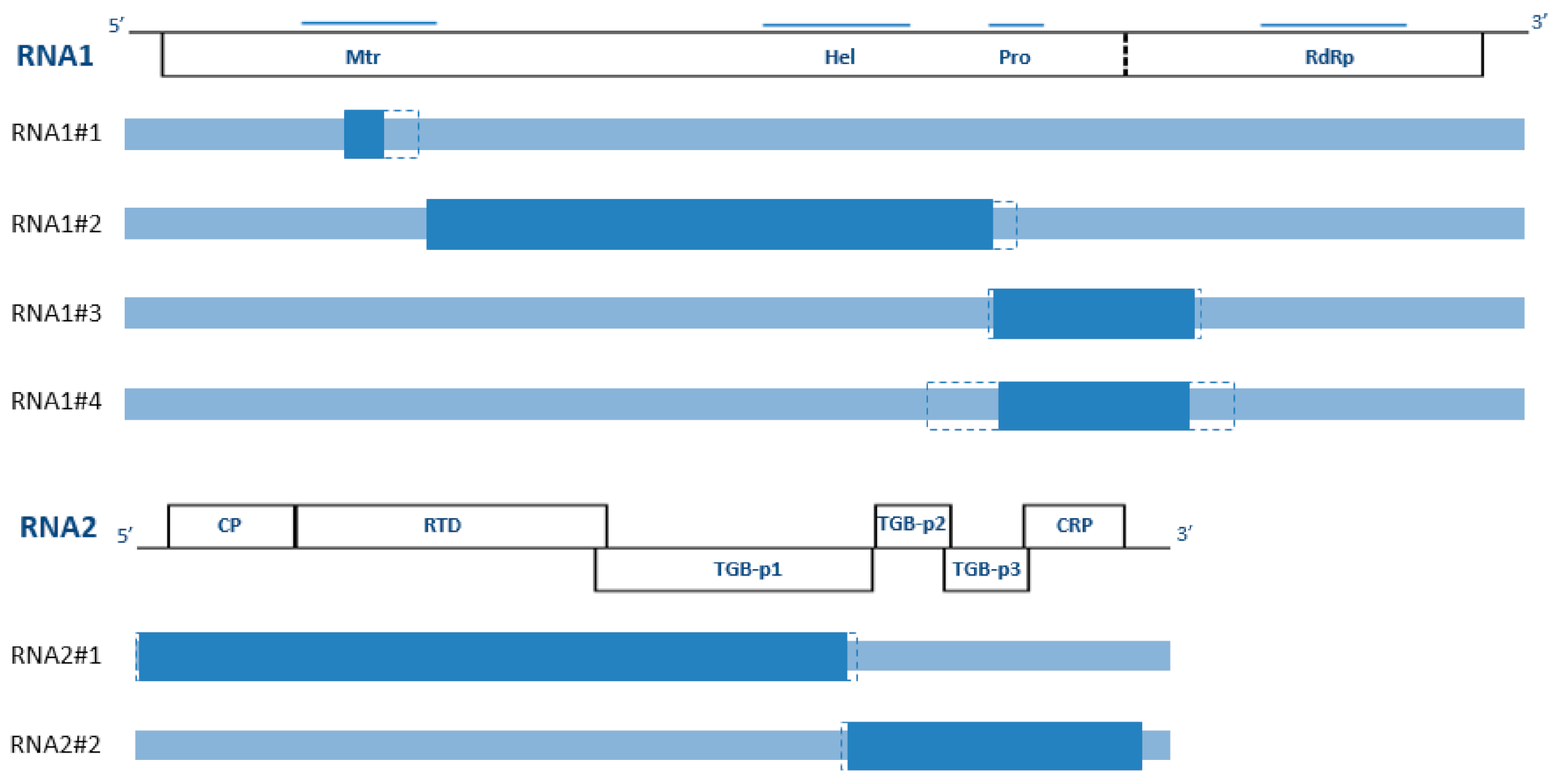 Viruses 13 00737 g003 Viruses 13 00737 g003